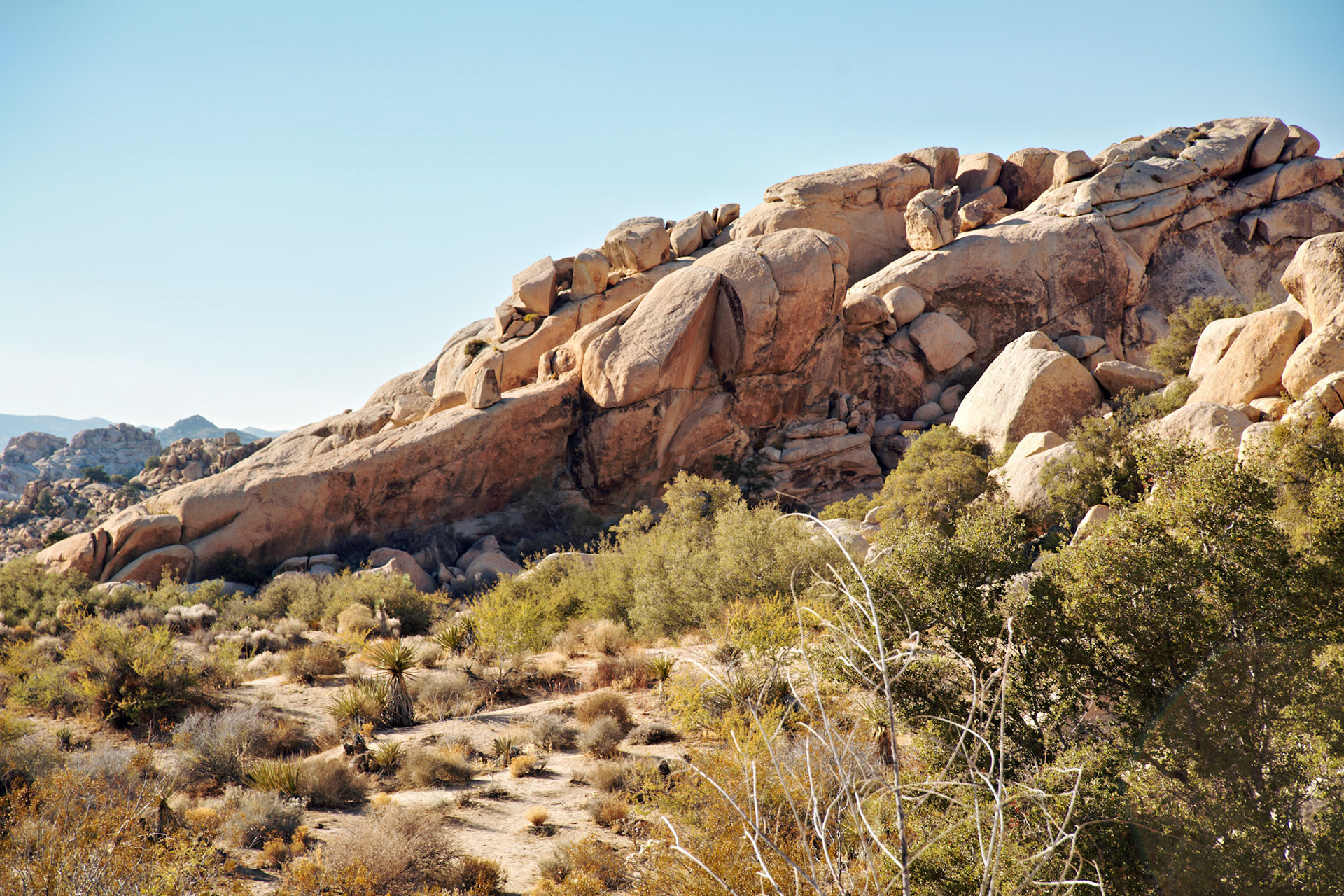 CA_JoshuaTree_20111114_0221_PS