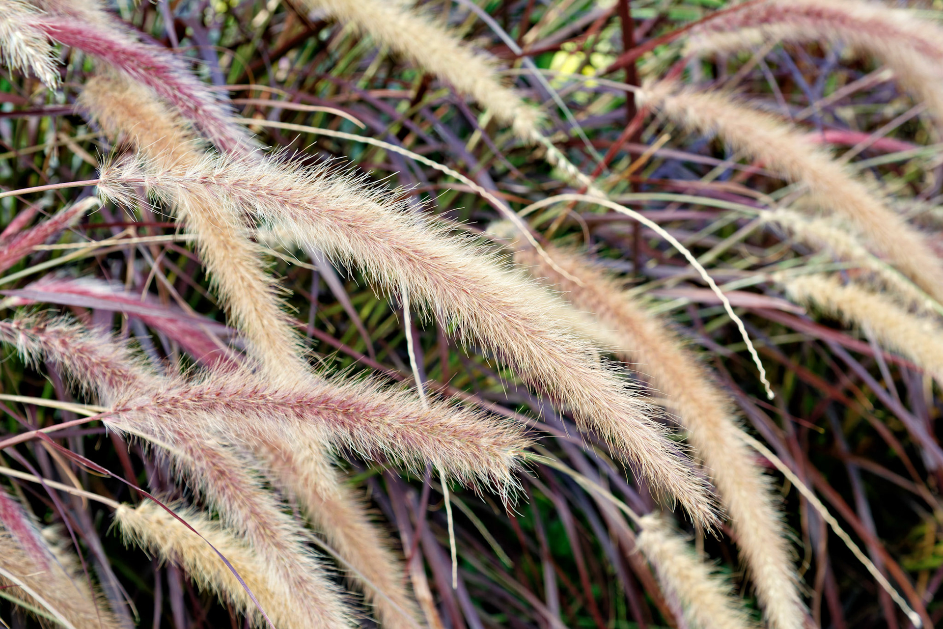 Flowers_20120924_0564_PS