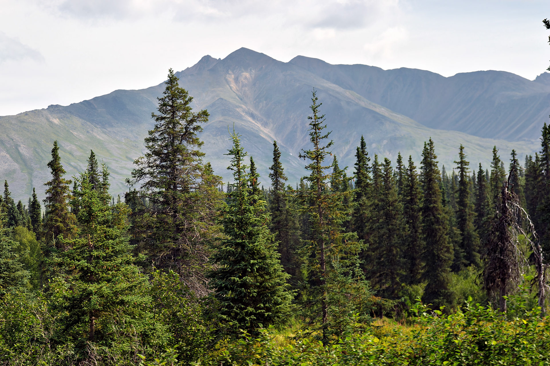 AK_20030807_0810_PS.dng
