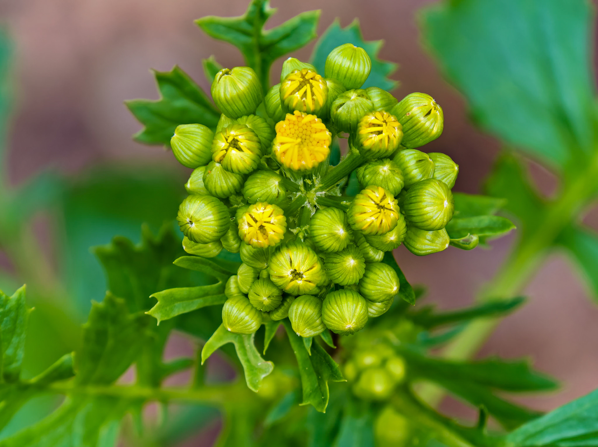 Flowers_20230509-0013_PS