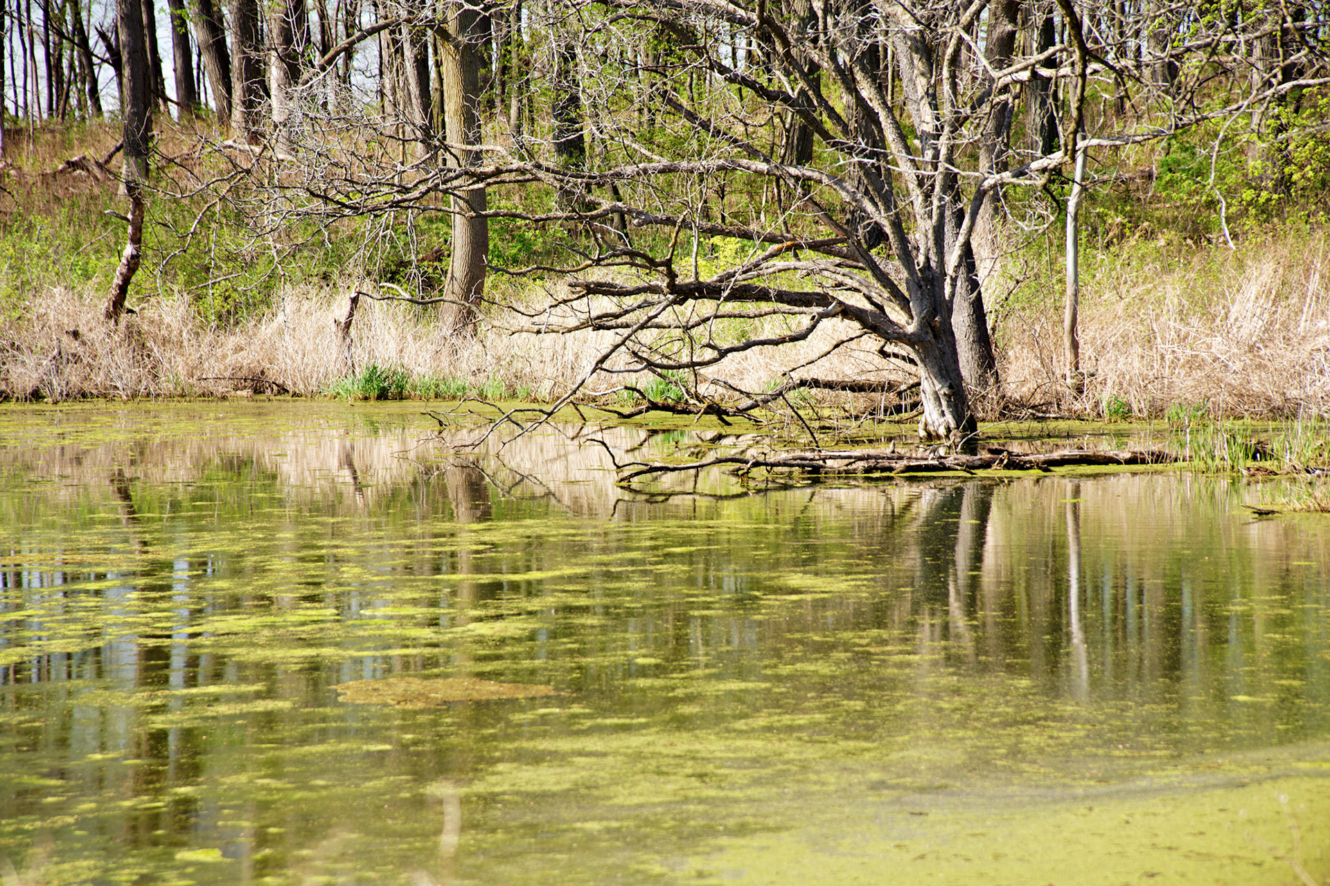 IL_Morton Arboretum_20100417_0509_PS