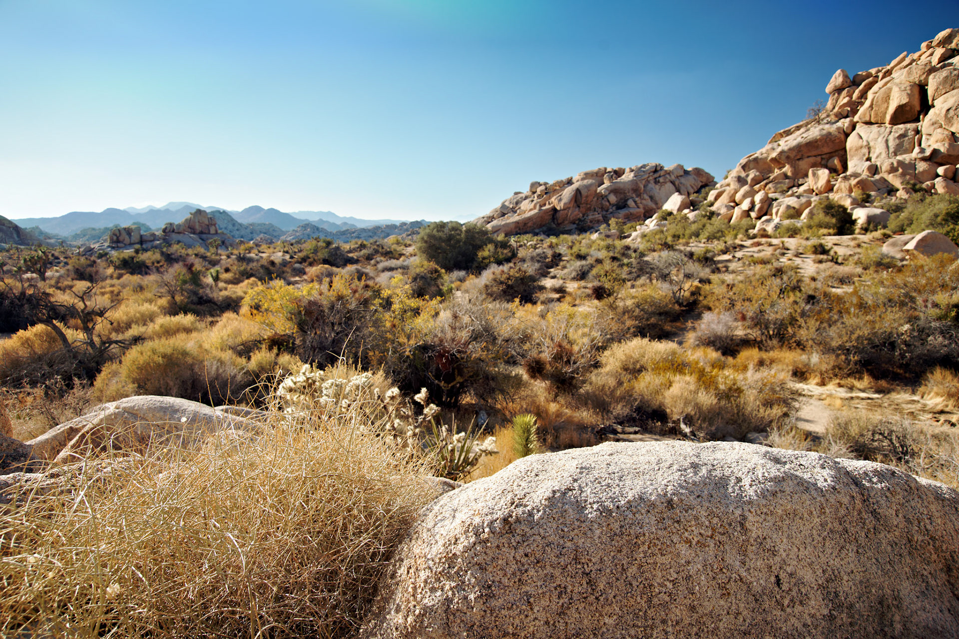 CA_JoshuaTree_20111114_0231_PS
