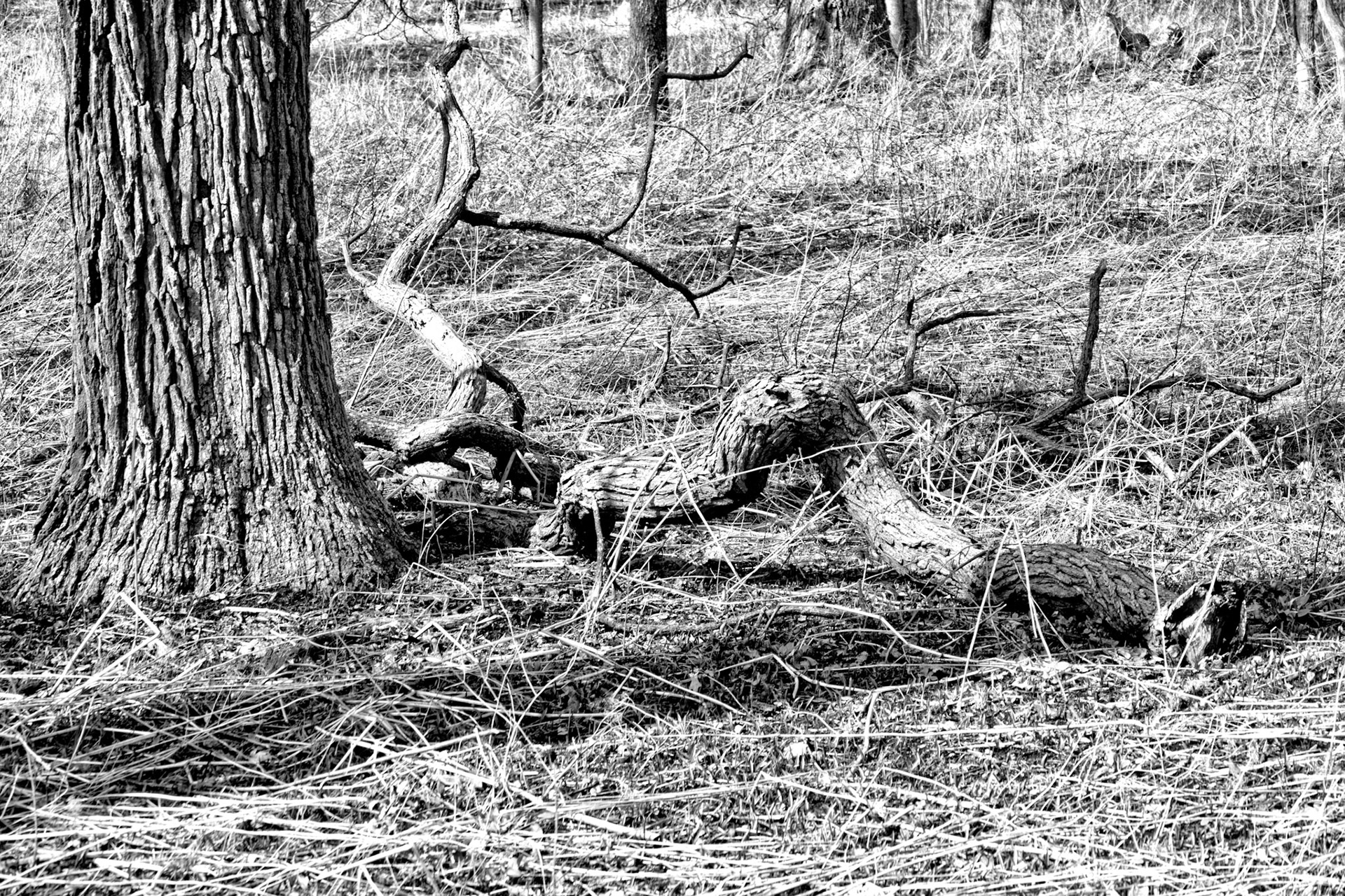 BW_20150411untitled20150411MortonArboretum_4110322