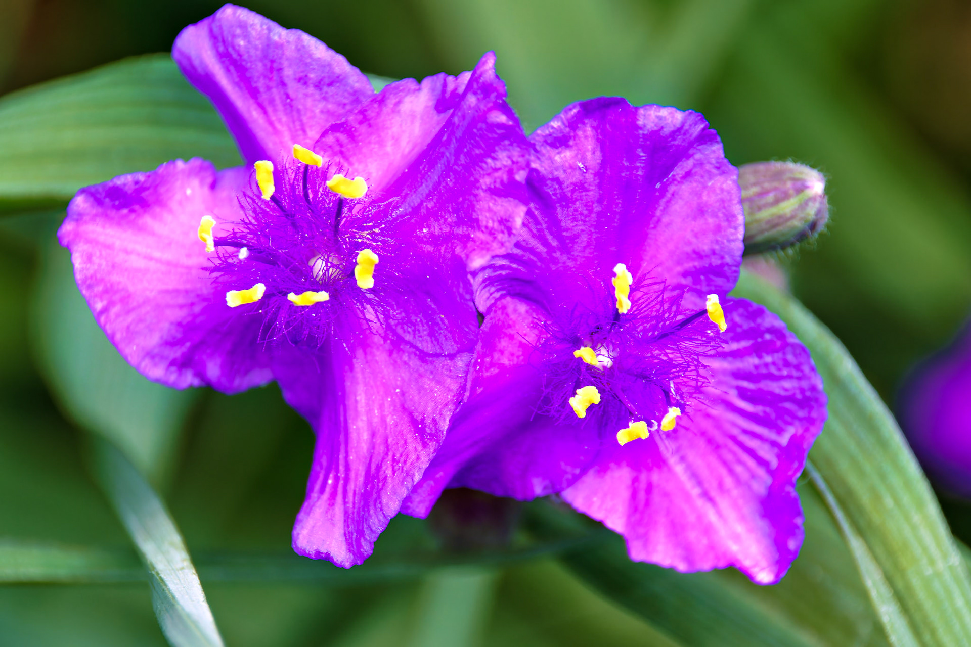 Flowers_20140608_0665_PS