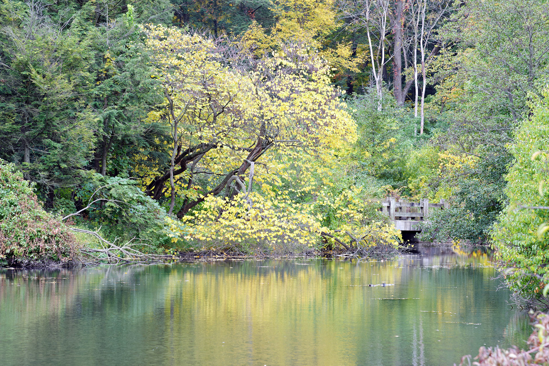 IL_Morton Arboretum_20121005_0559_PS
