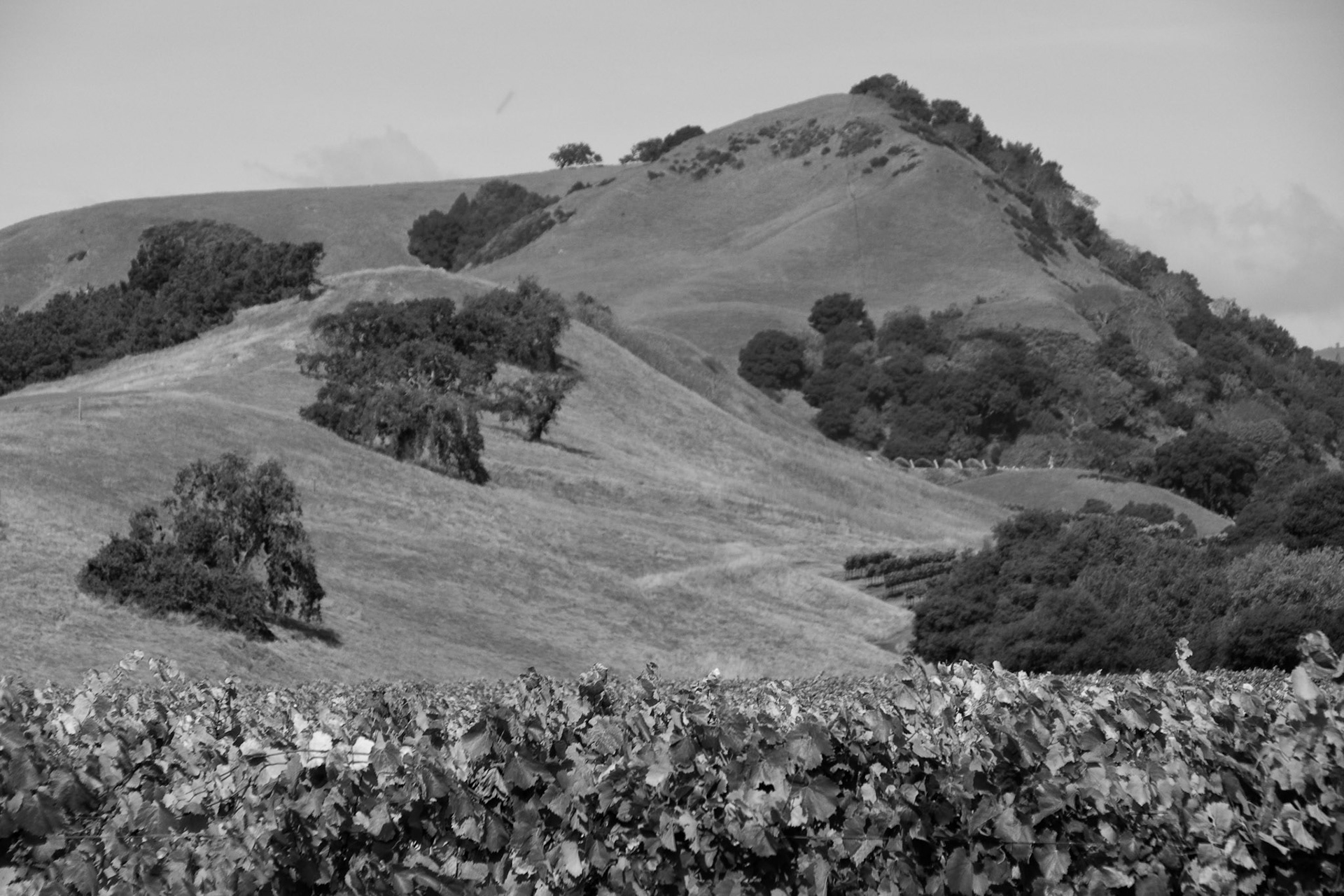 Black &amp; White Photos