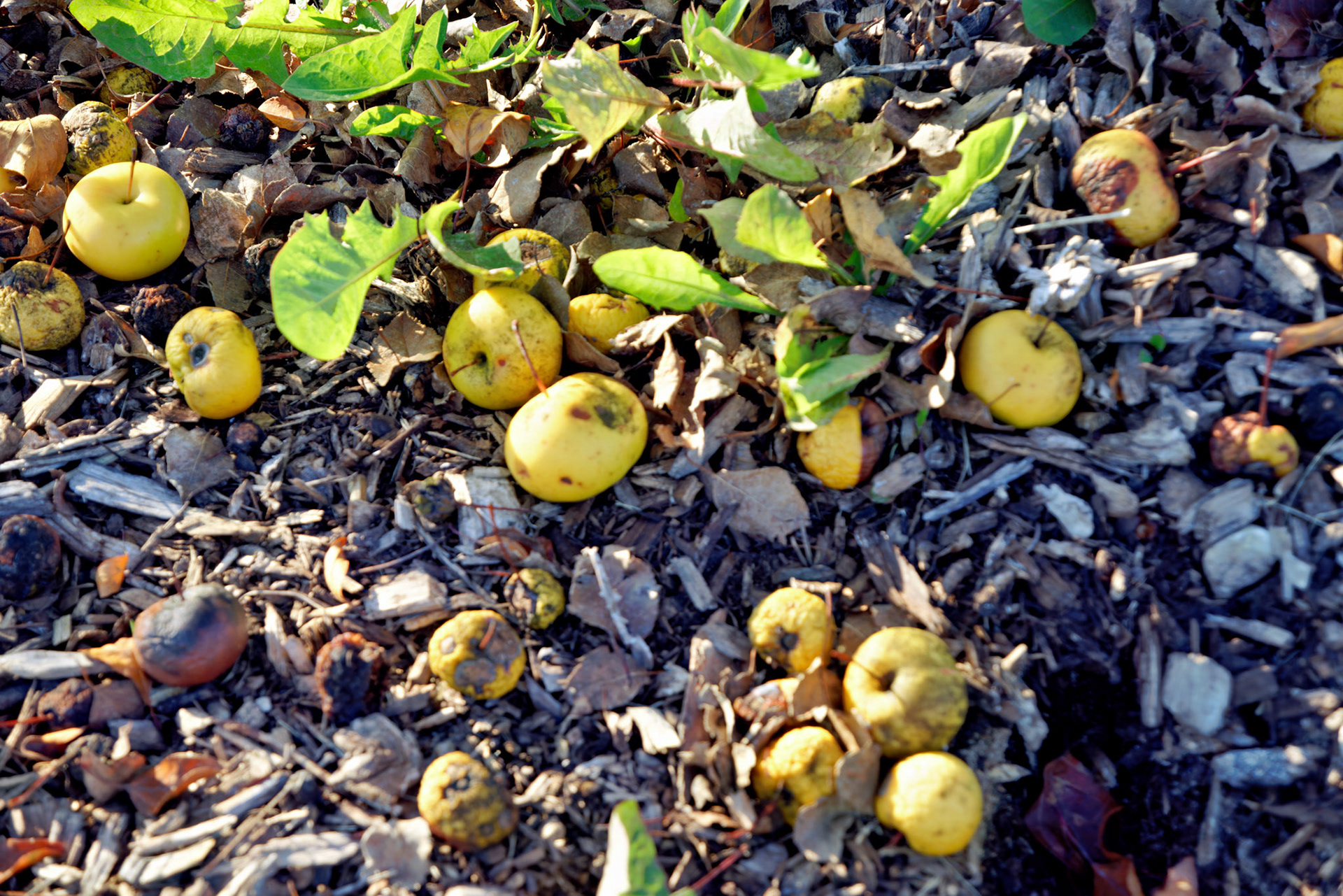 IL_Morton Arboretum_20141022_0603_PS