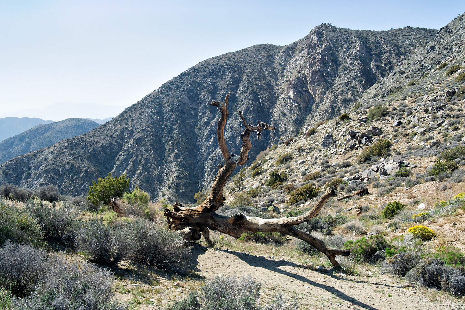 CA_JoshuaTree_20030514_0030_PS
