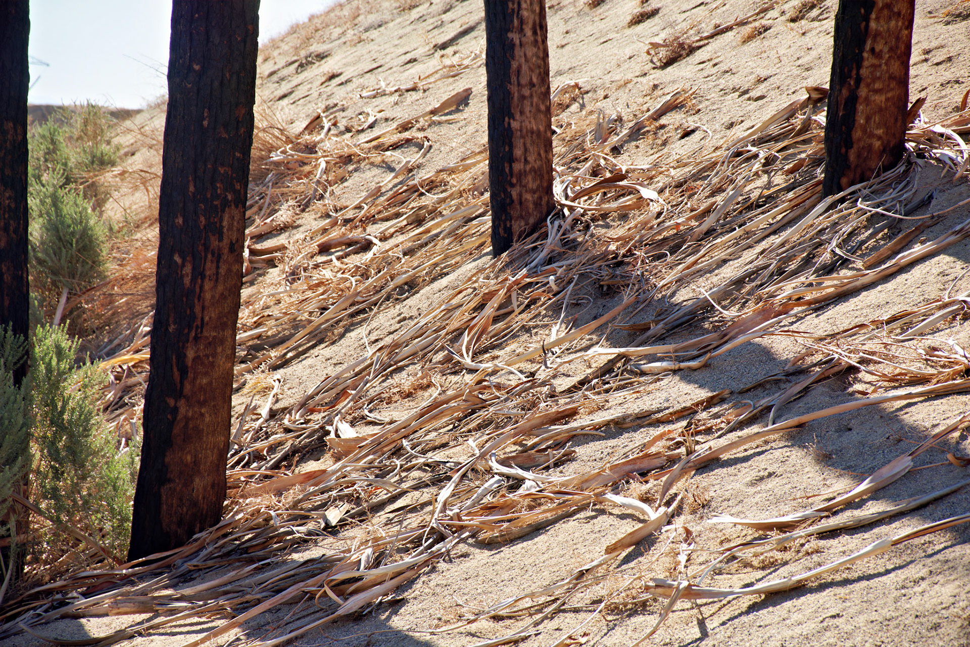CA_PalmSprings_20111117_0487_PS
