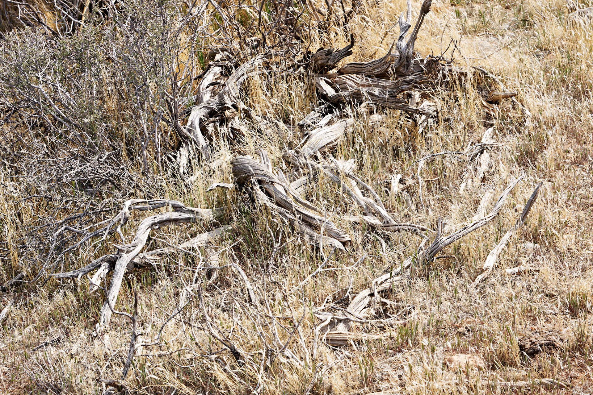 NV_Deserts_20120312_0078_PS.tif