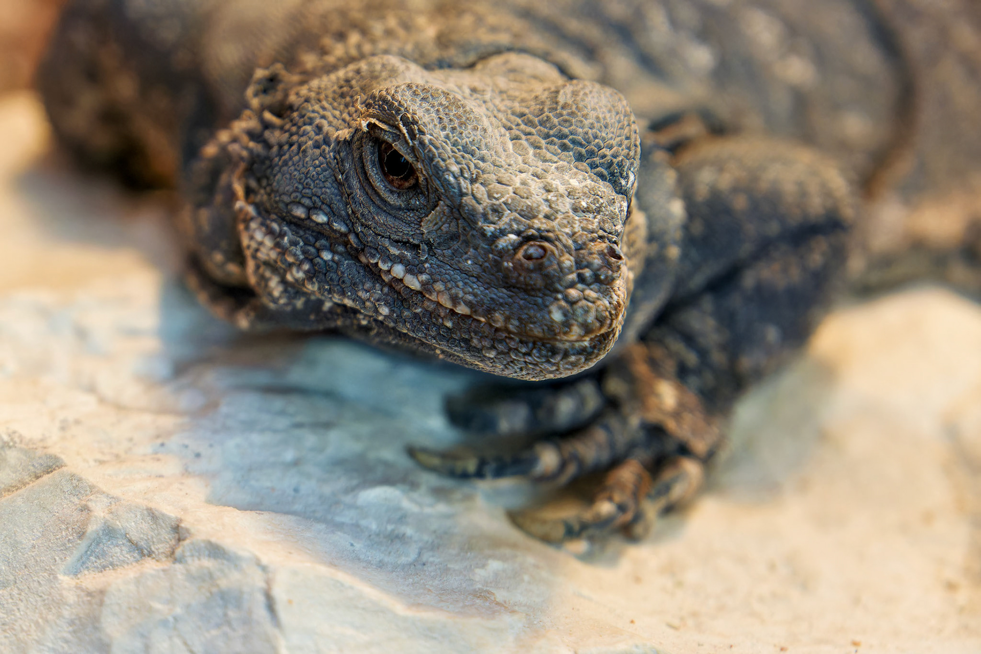Wildlife_20120312_0256_PS.tif