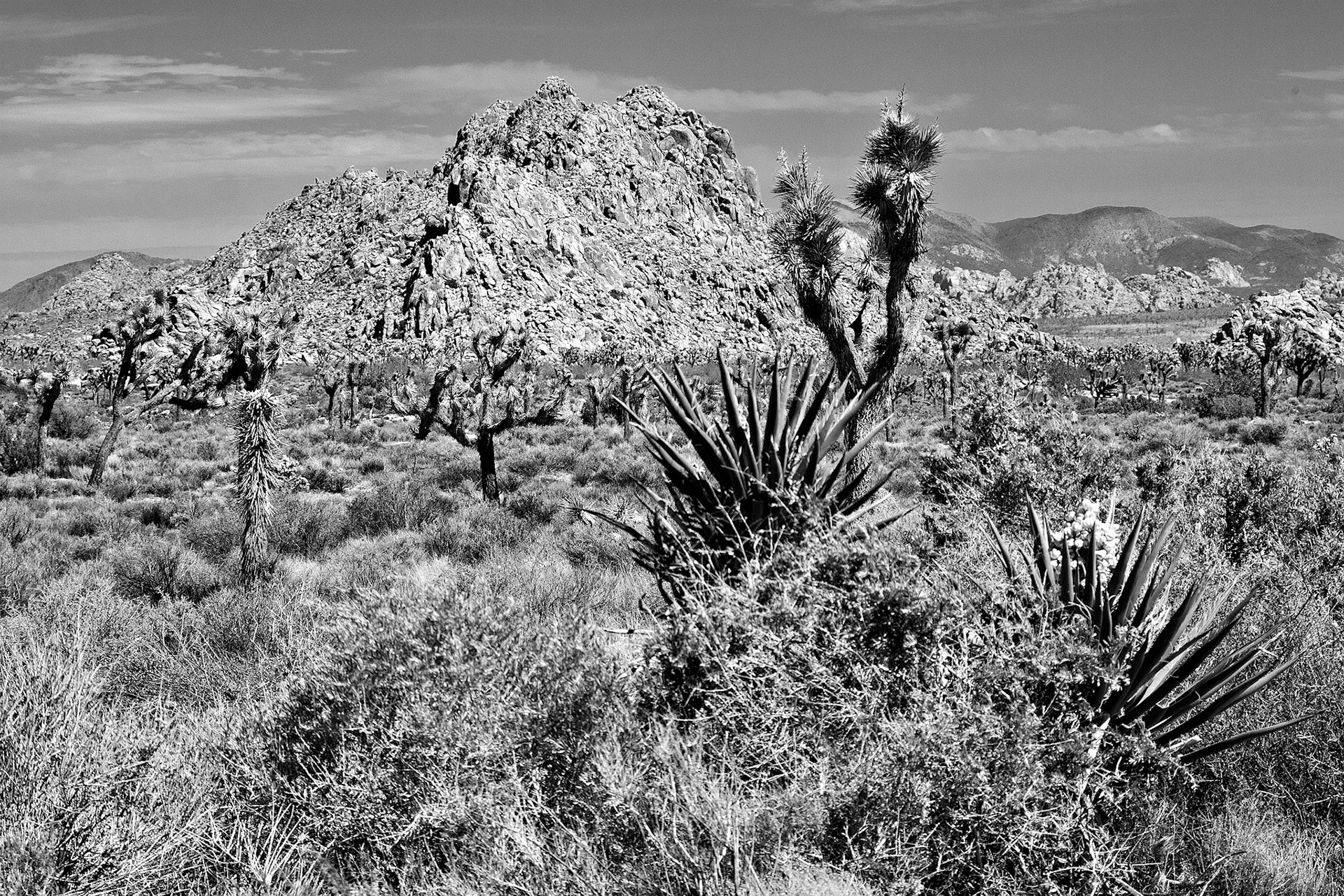 BW_CA_JoshuaTree_20030514_0002_PS