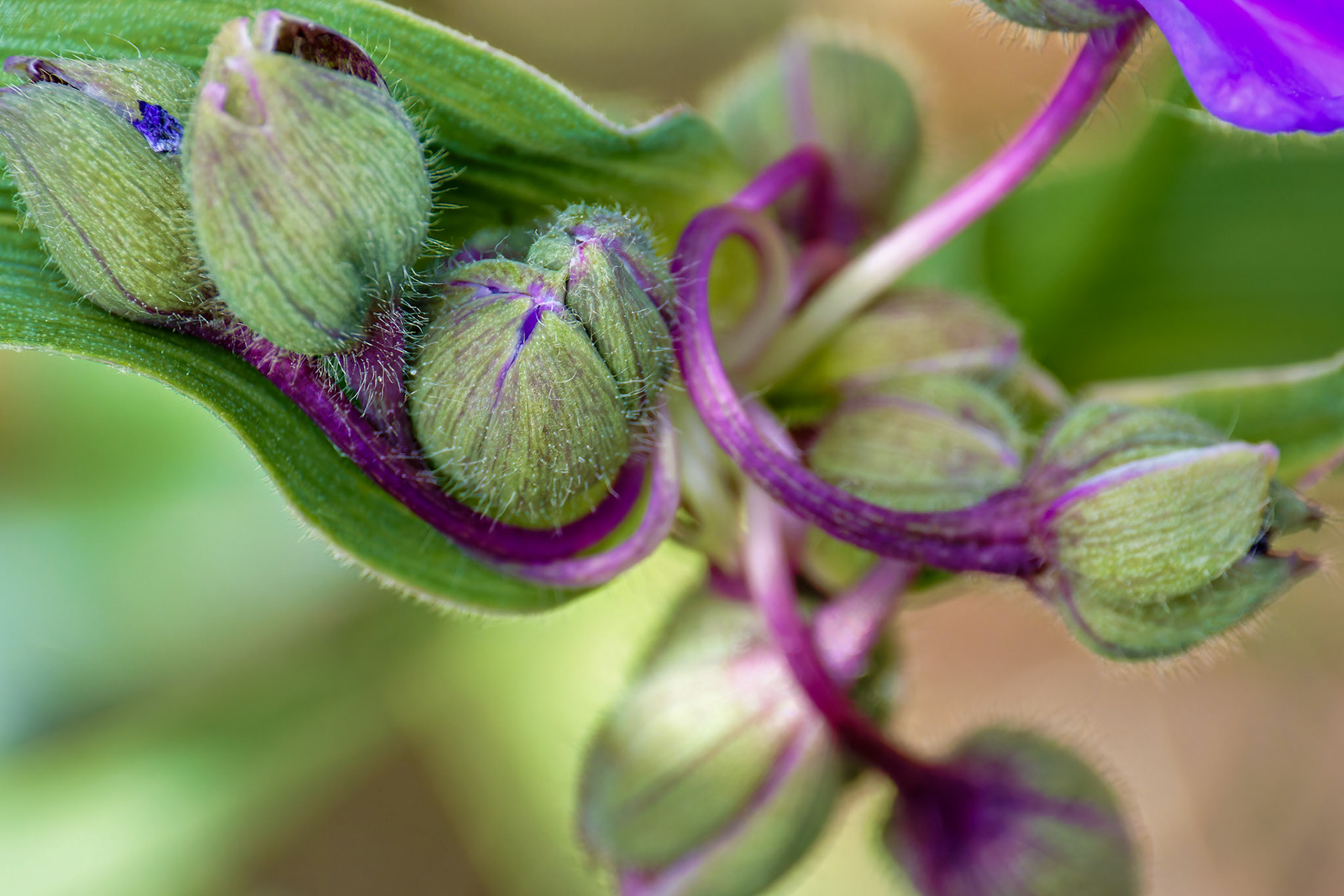 Flowers_20140608_0671_PS