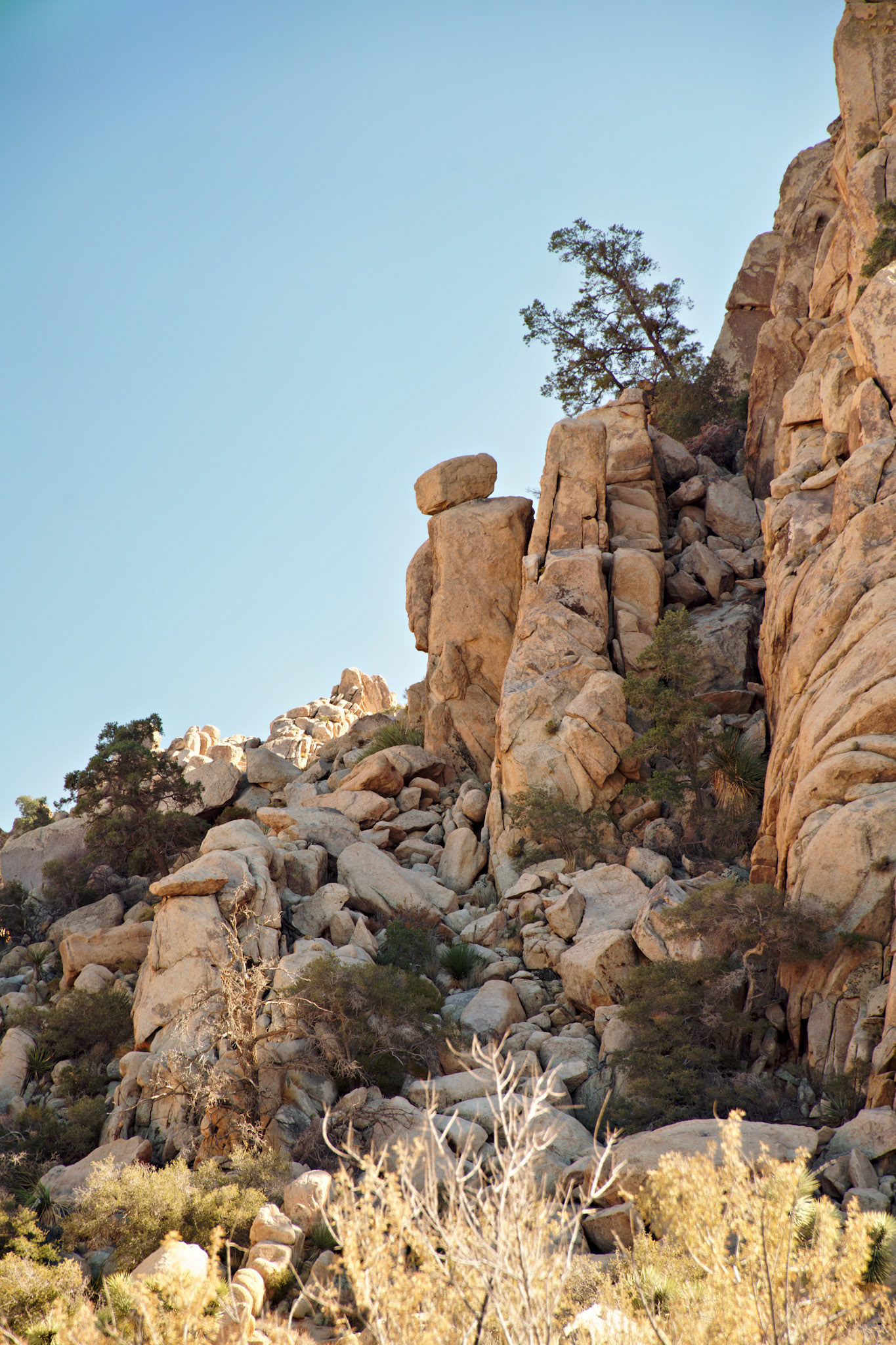 CA_JoshuaTree_20111114_0156_PS