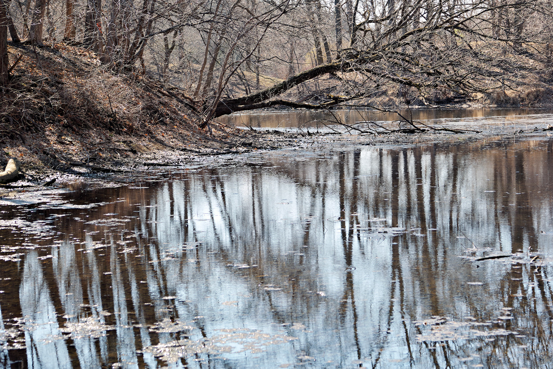 IL_Morton Arboretum_20150402_0650_PS