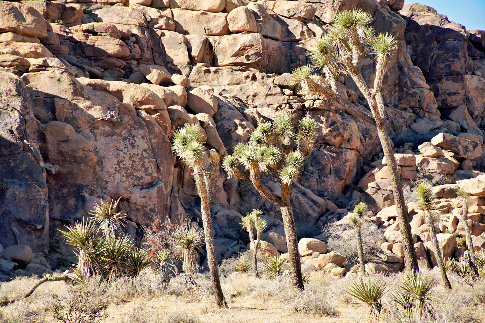 CA_PalmSprings_20090115_0206_PS
