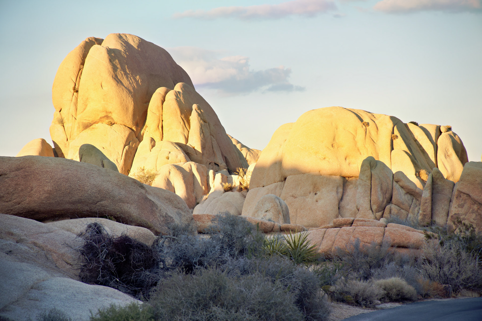 CA_JoshuaTree_20111114_0278_PS