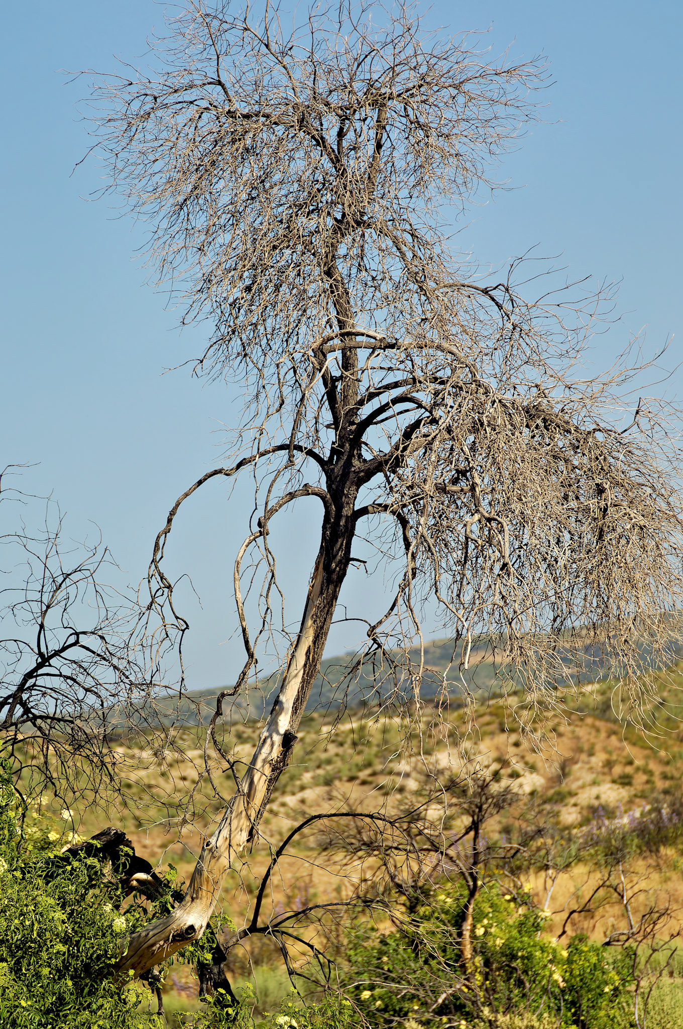 CA_20050613_0054_PS