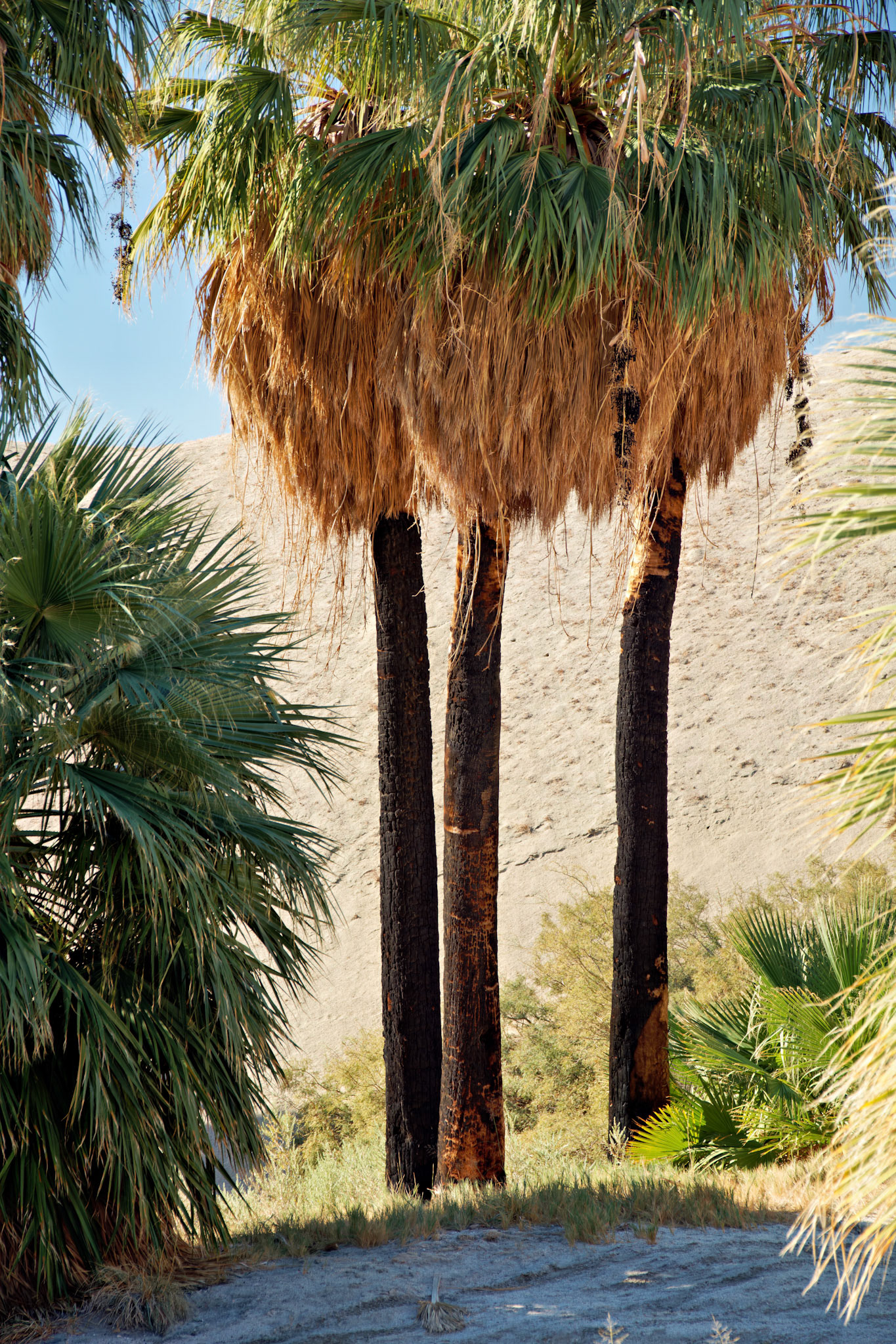 CA_PalmSprings_20111117_0489_PS
