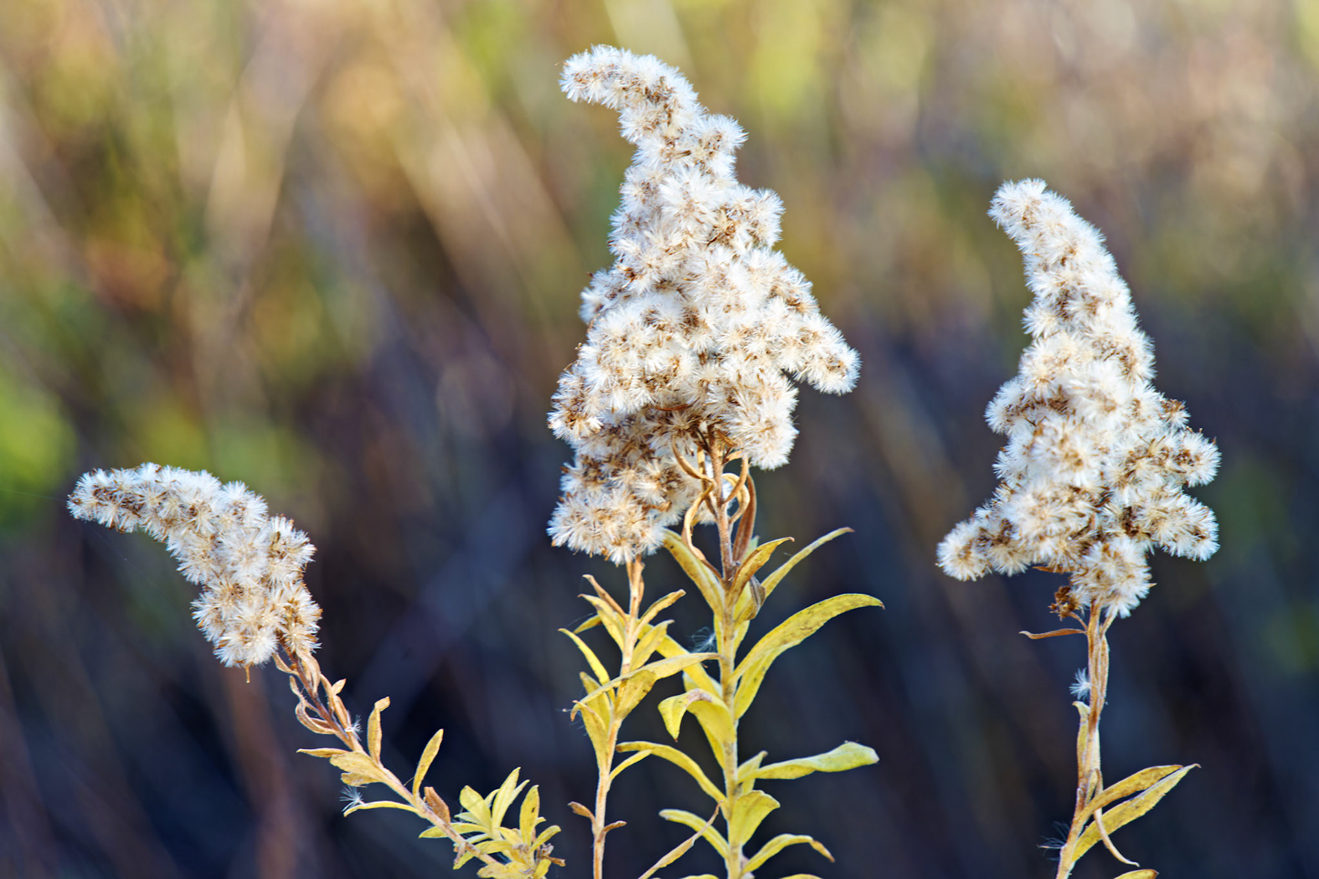 Flowers_20211108_0817_PS