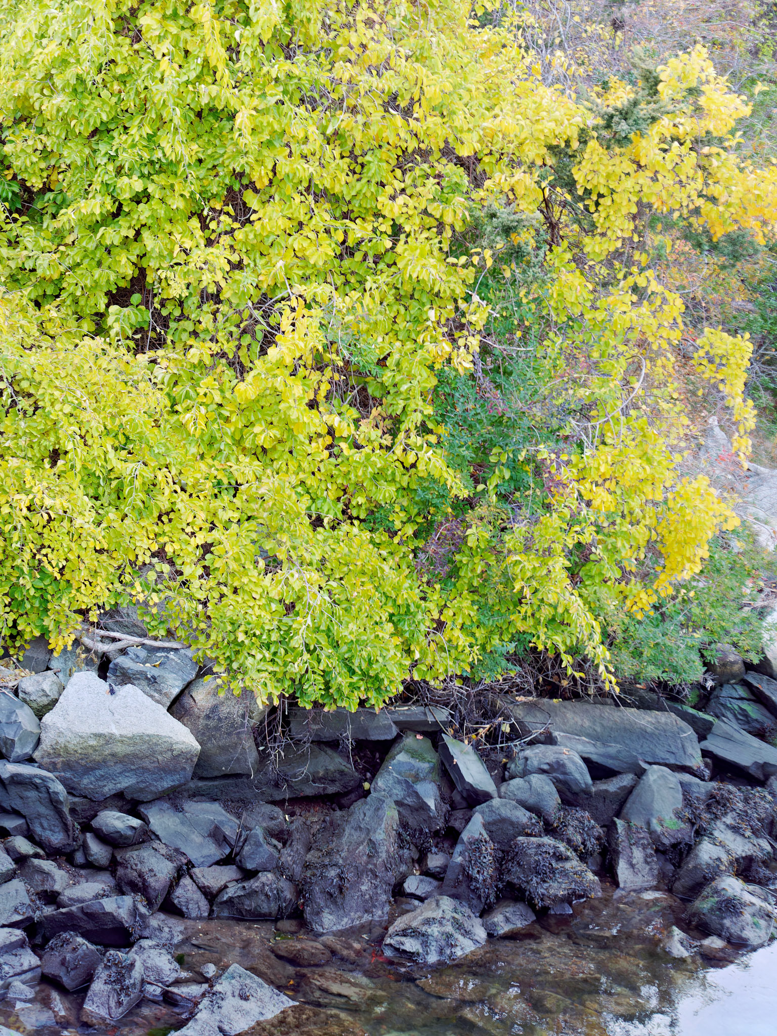 MA_CapeCod_20151027_0296_PS