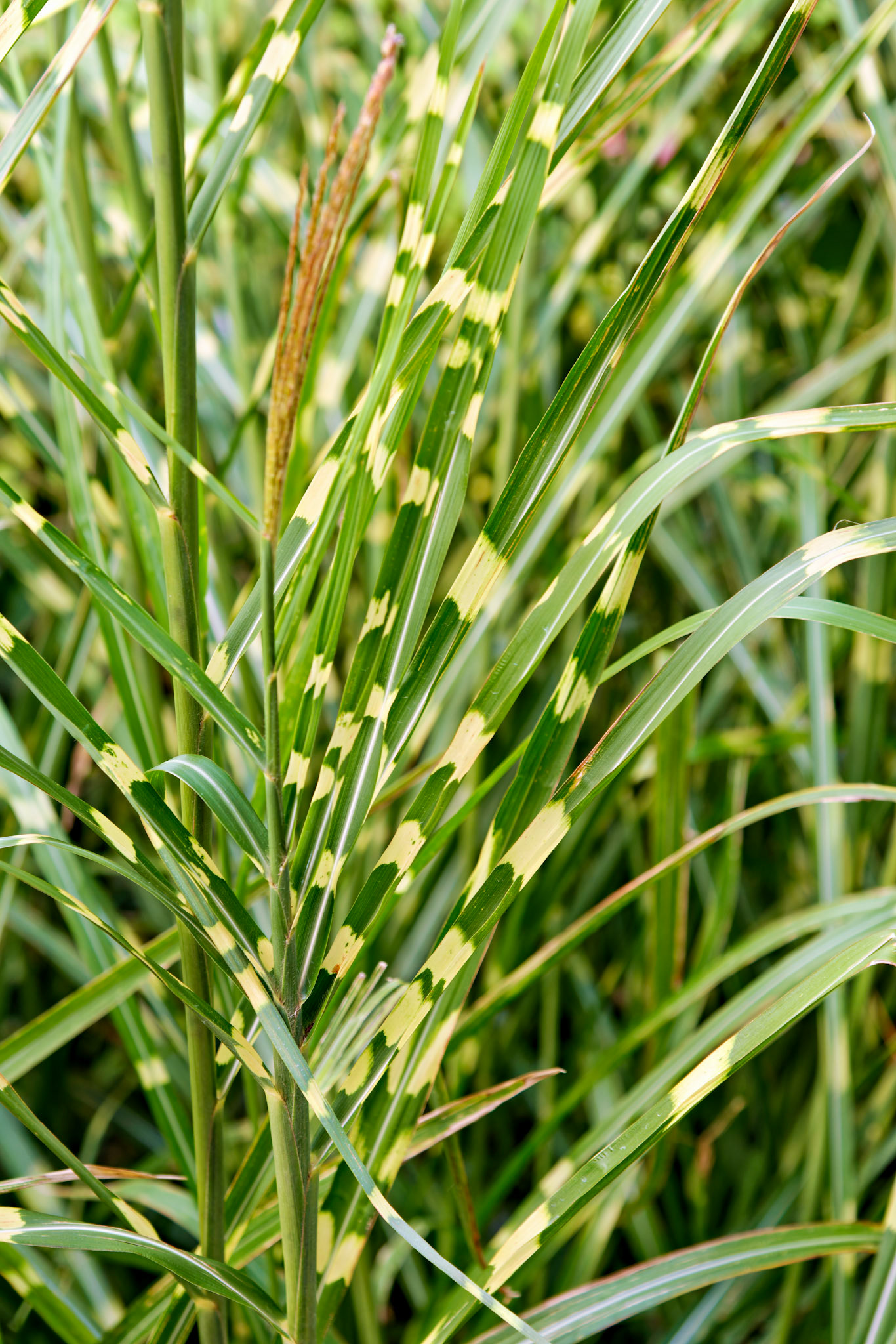 Flowers_20120924_0567_PS