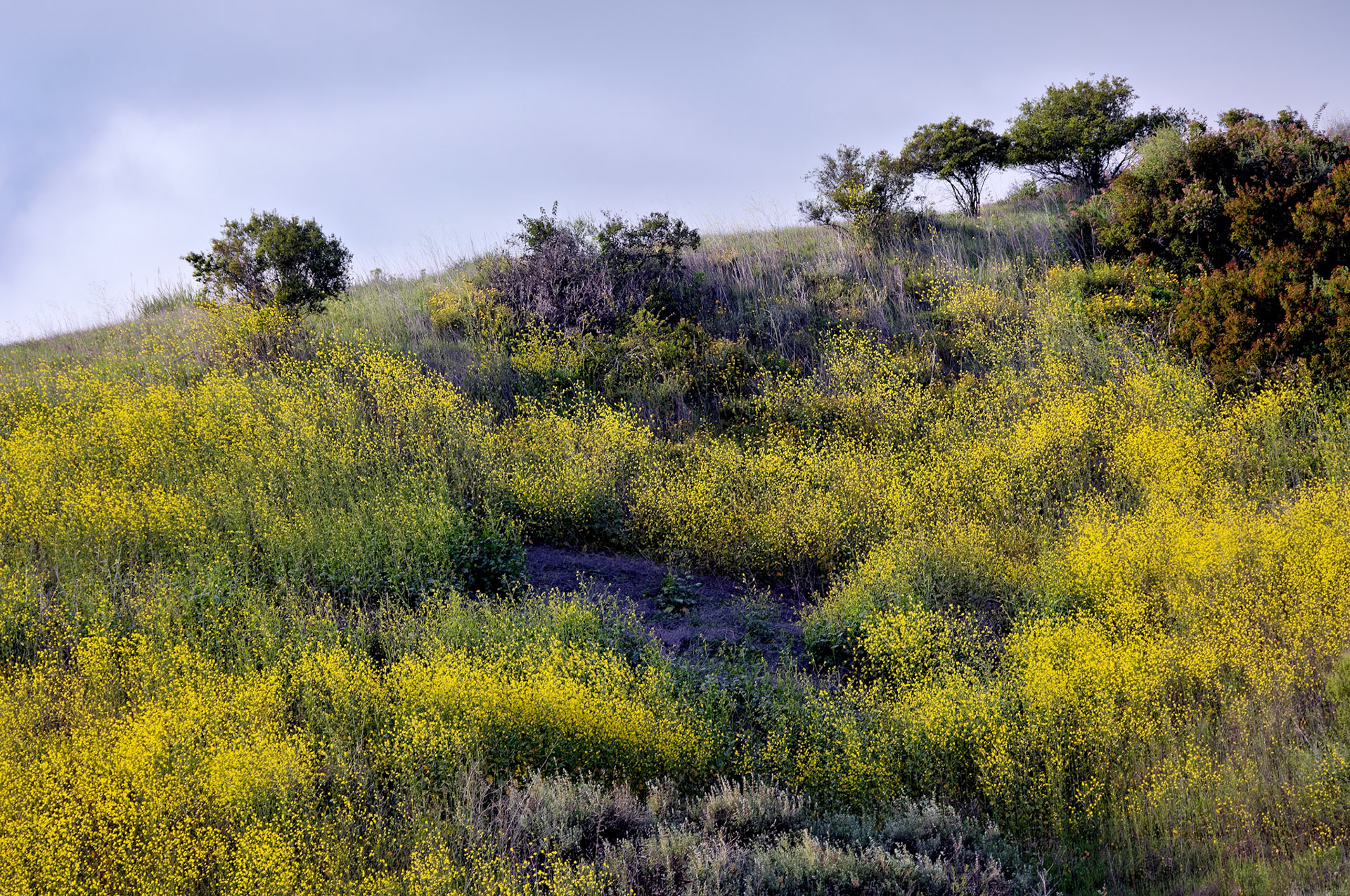 CA_LA_20060504_0340_PS