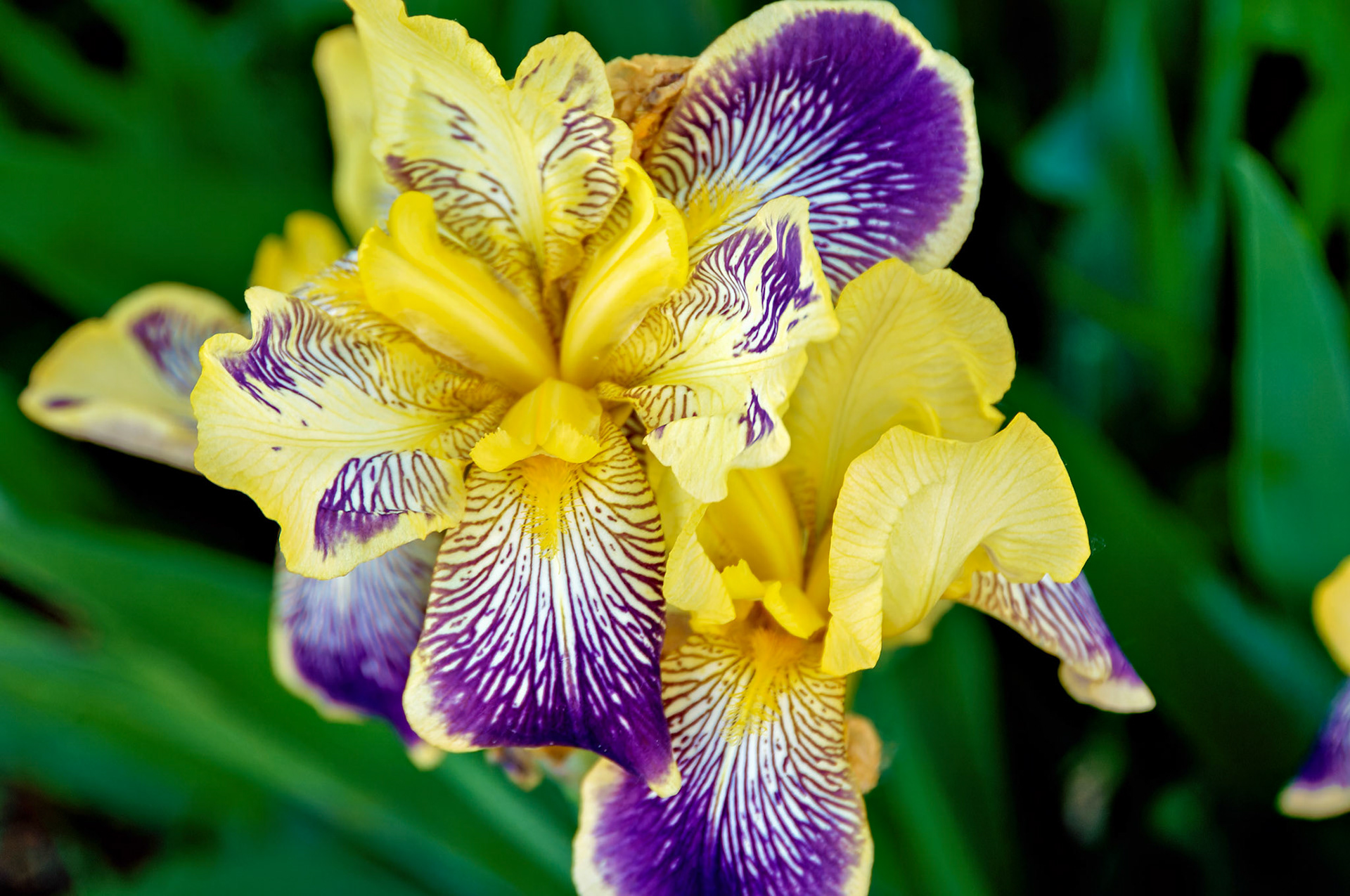 Flowers_20050528_0267_PS