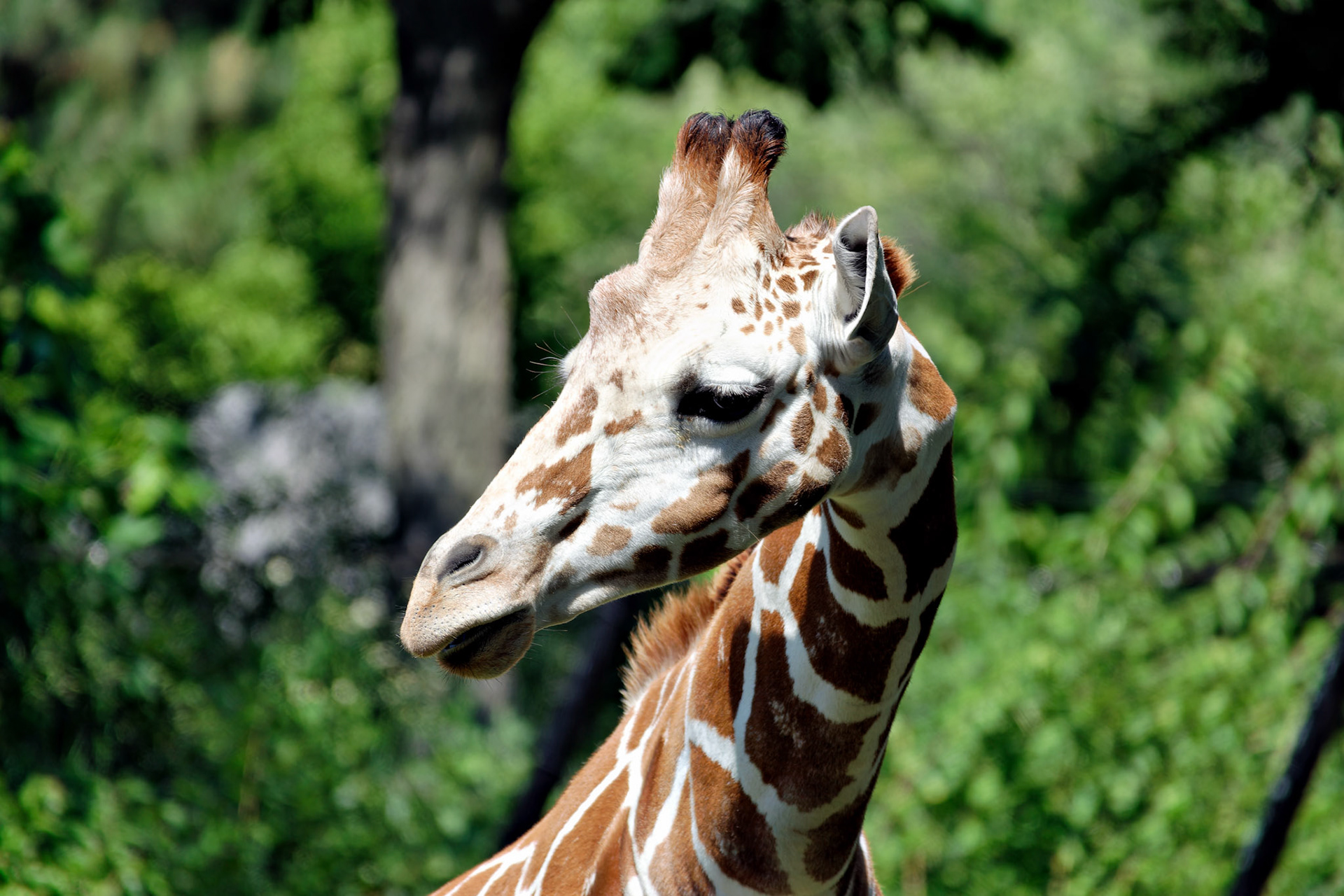 Wildlife_IN_Indianapolis Zoo_20170608_0241_PS