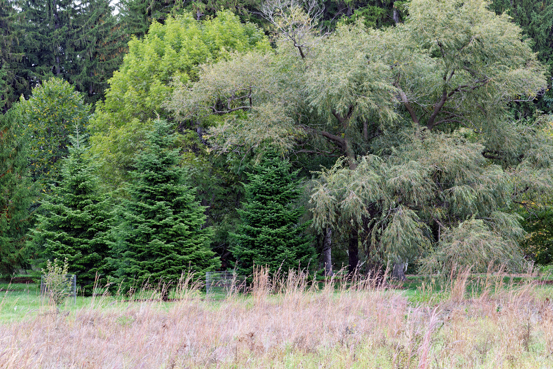 IL_Morton Arboretum_20121005_0540_PS