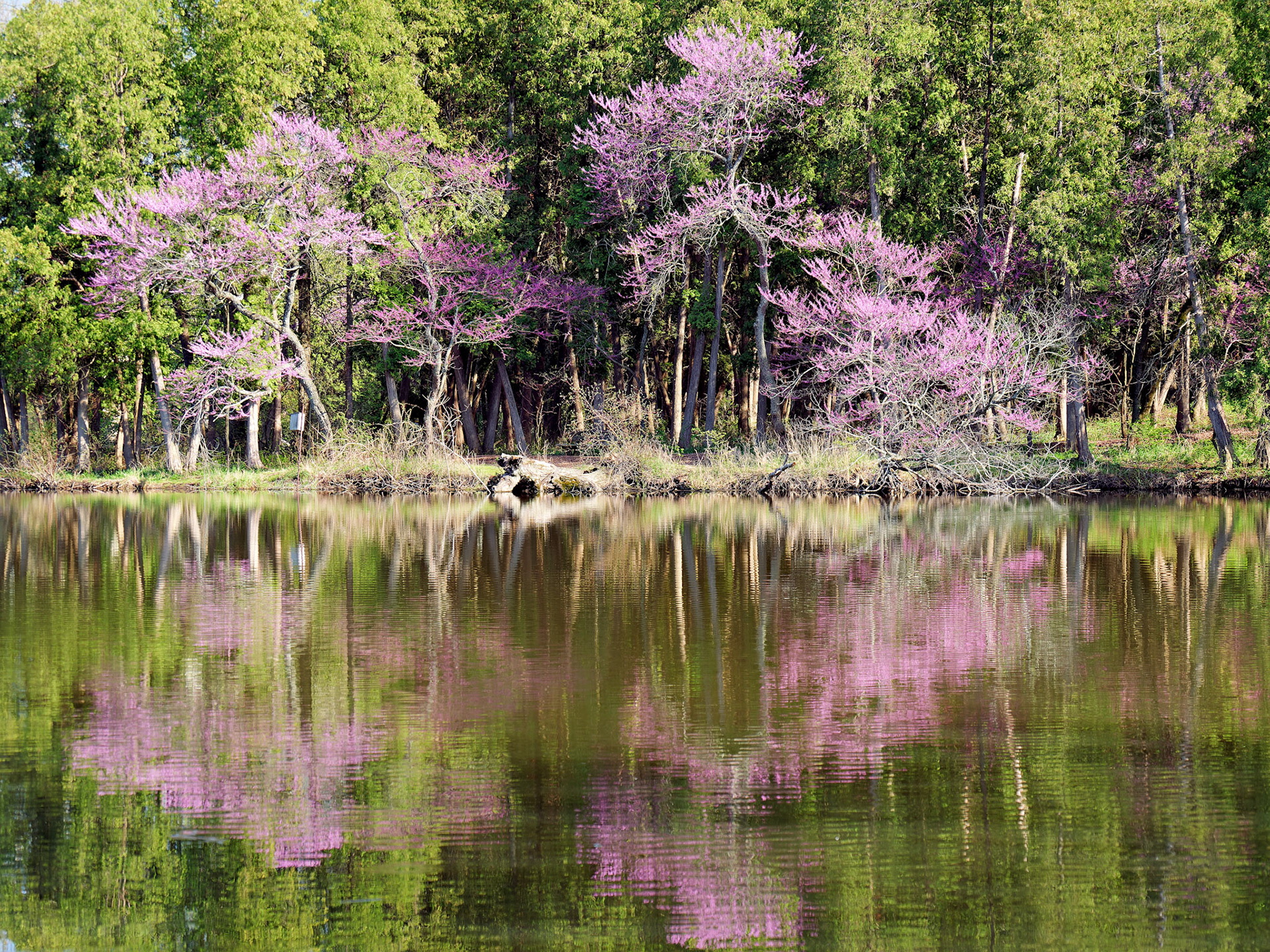 IL_Morton Arboretum_20180507_0804_PS