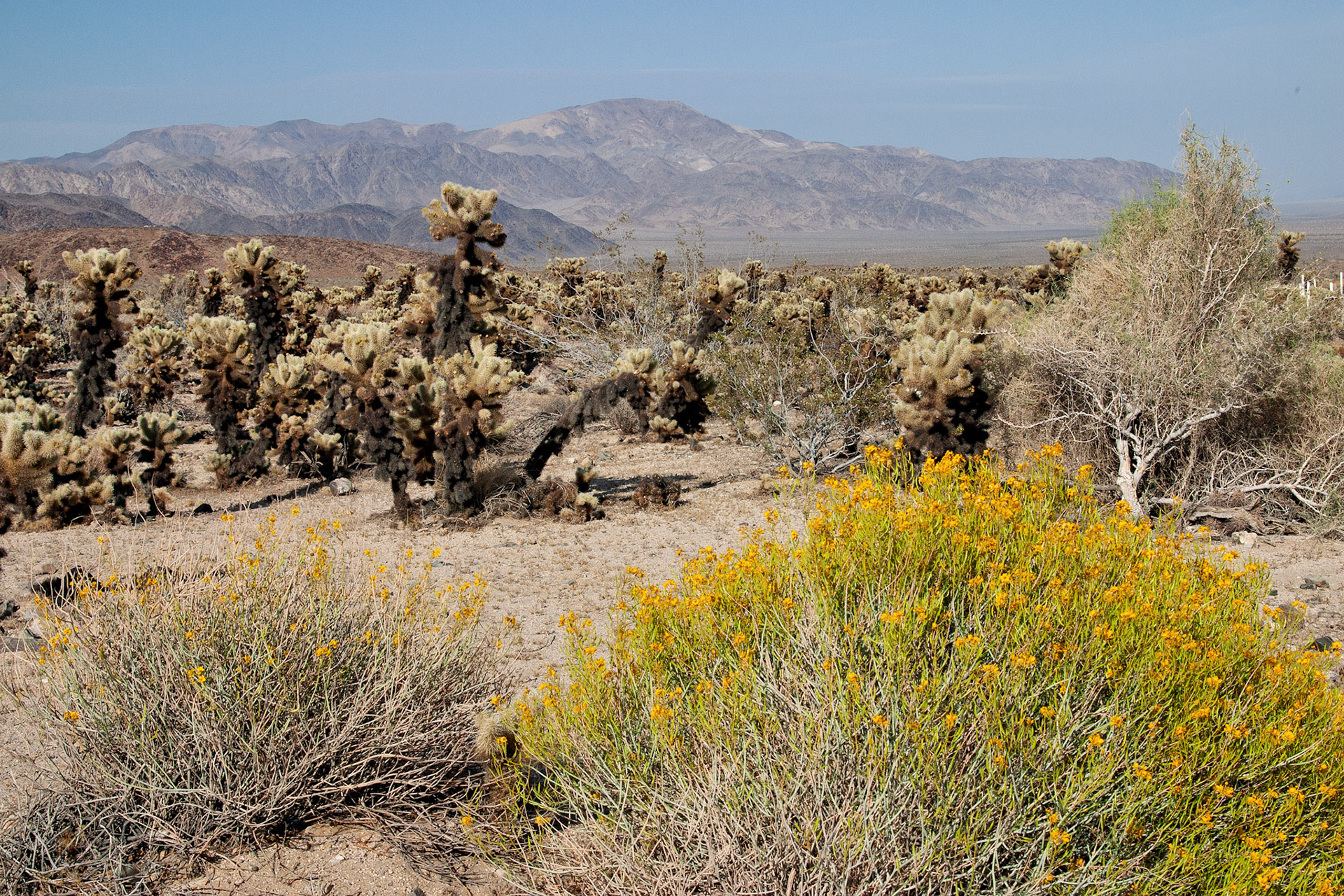 CA_JoshuaTree_20030514_0038_PS