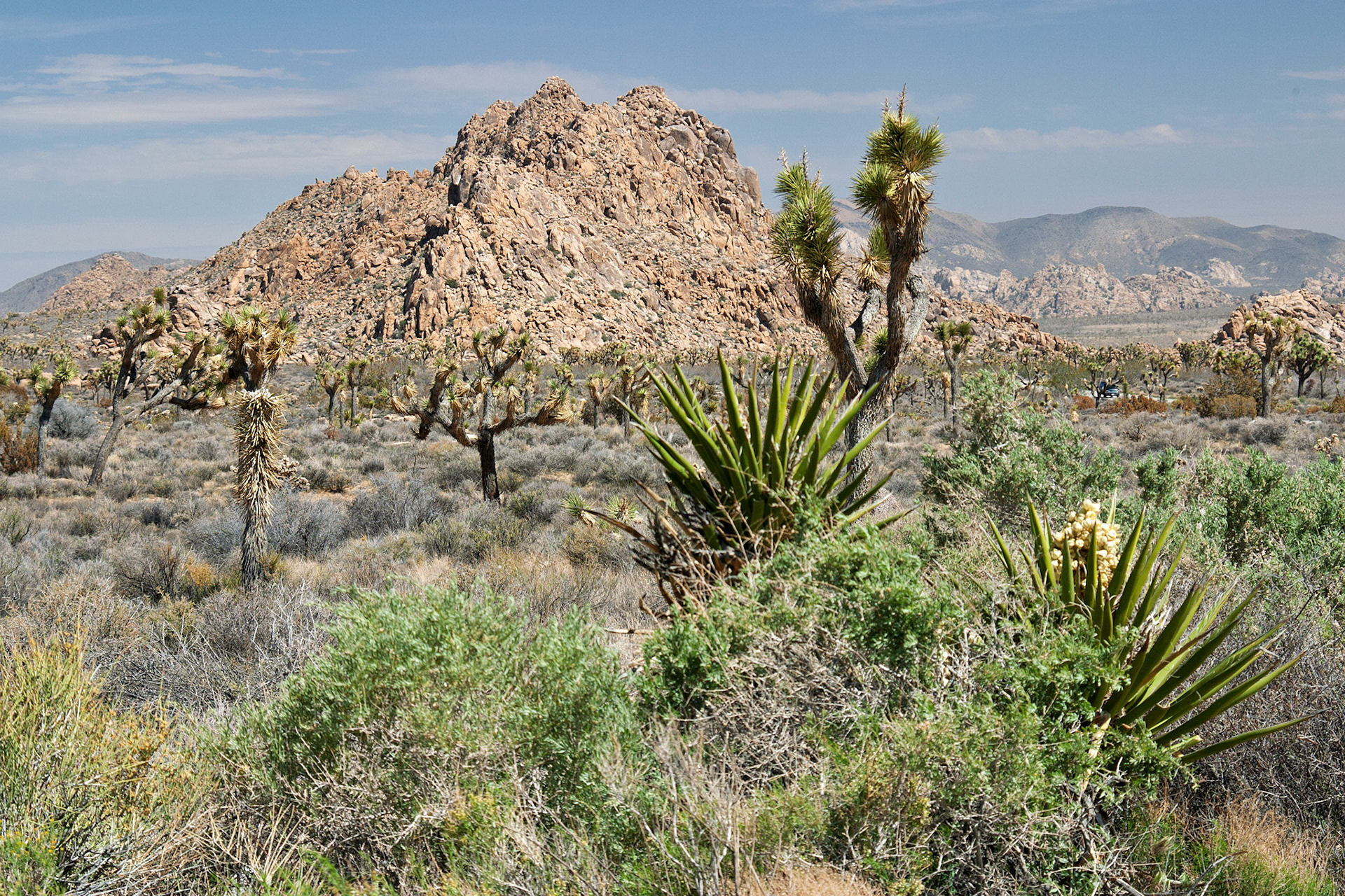 CA_JoshuaTree_20030514_0002_PS
