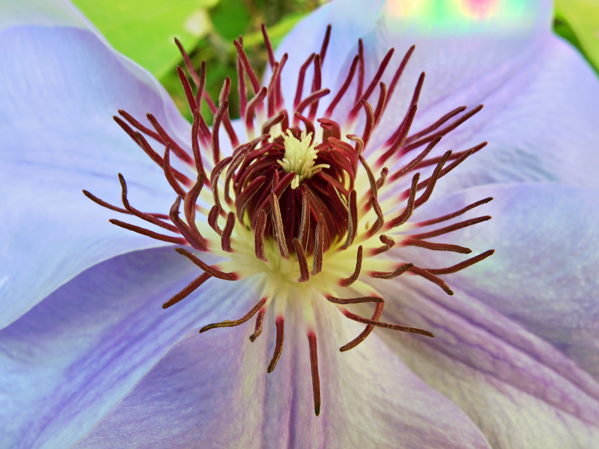 Flowers_20090926_0479_PS