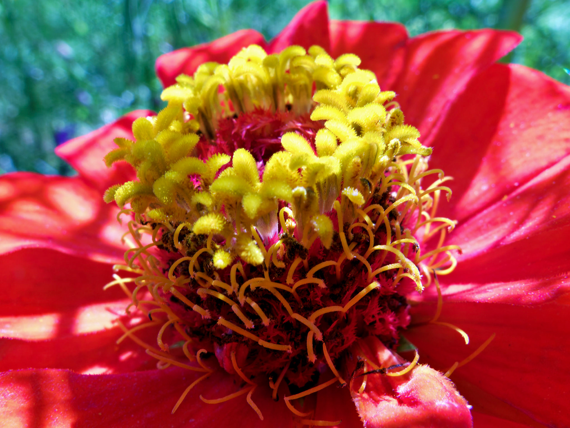 Flowers_20090822_0457_PS