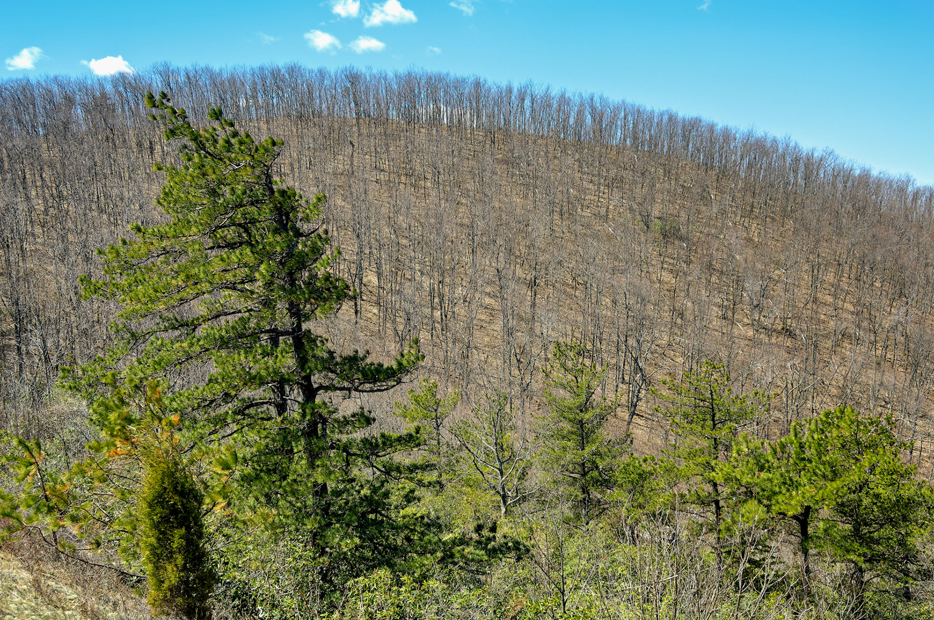 VA_BlueRidge_20060405_0078_PS.tif