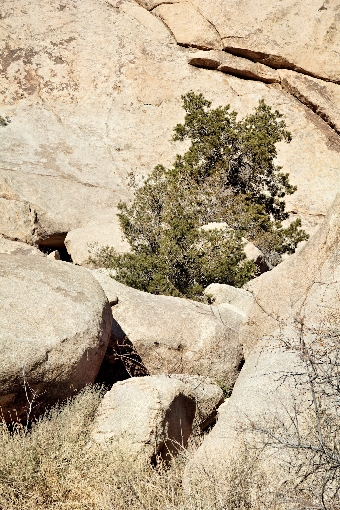 CA_PalmSprings_20090114_0172_PS