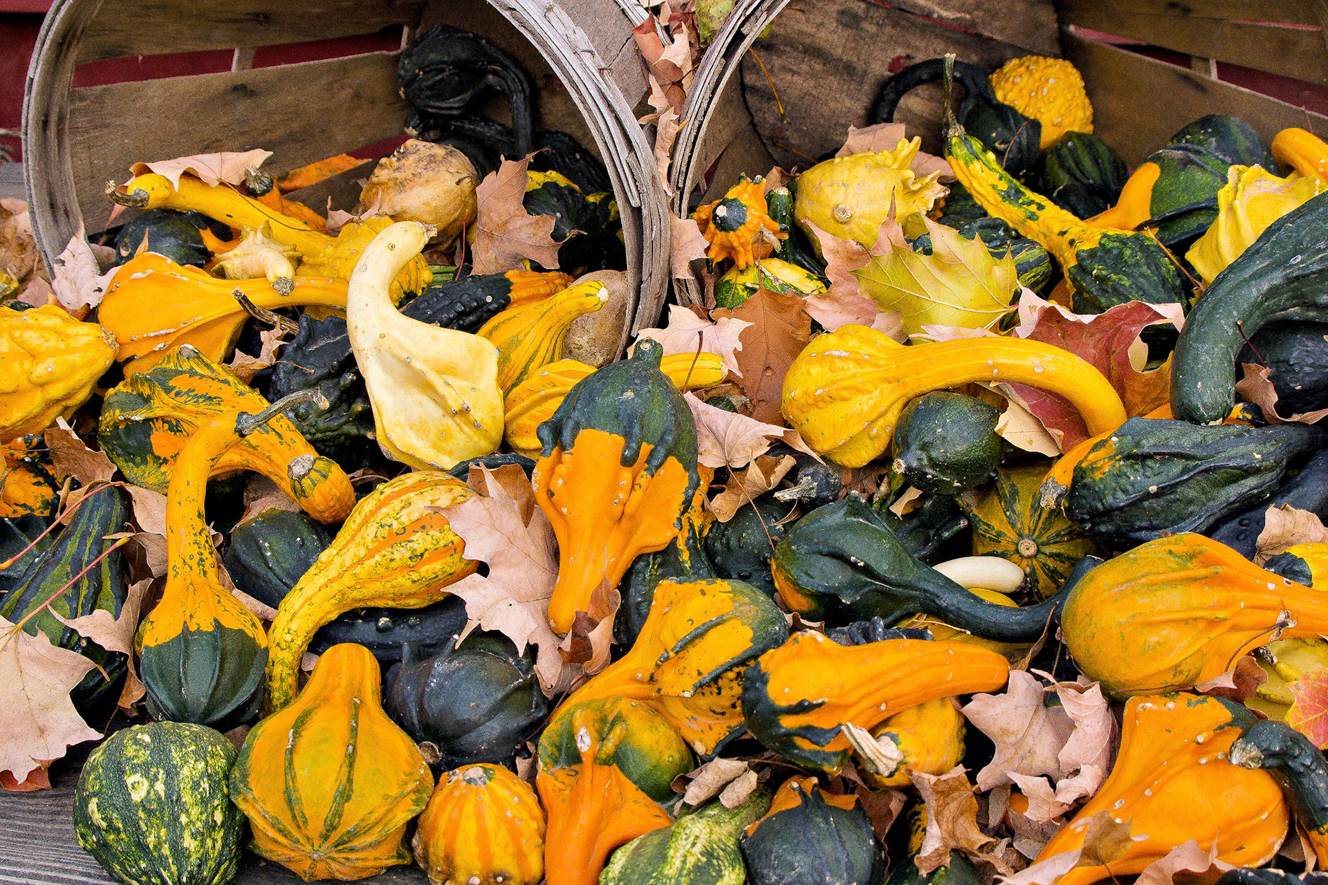 Fall