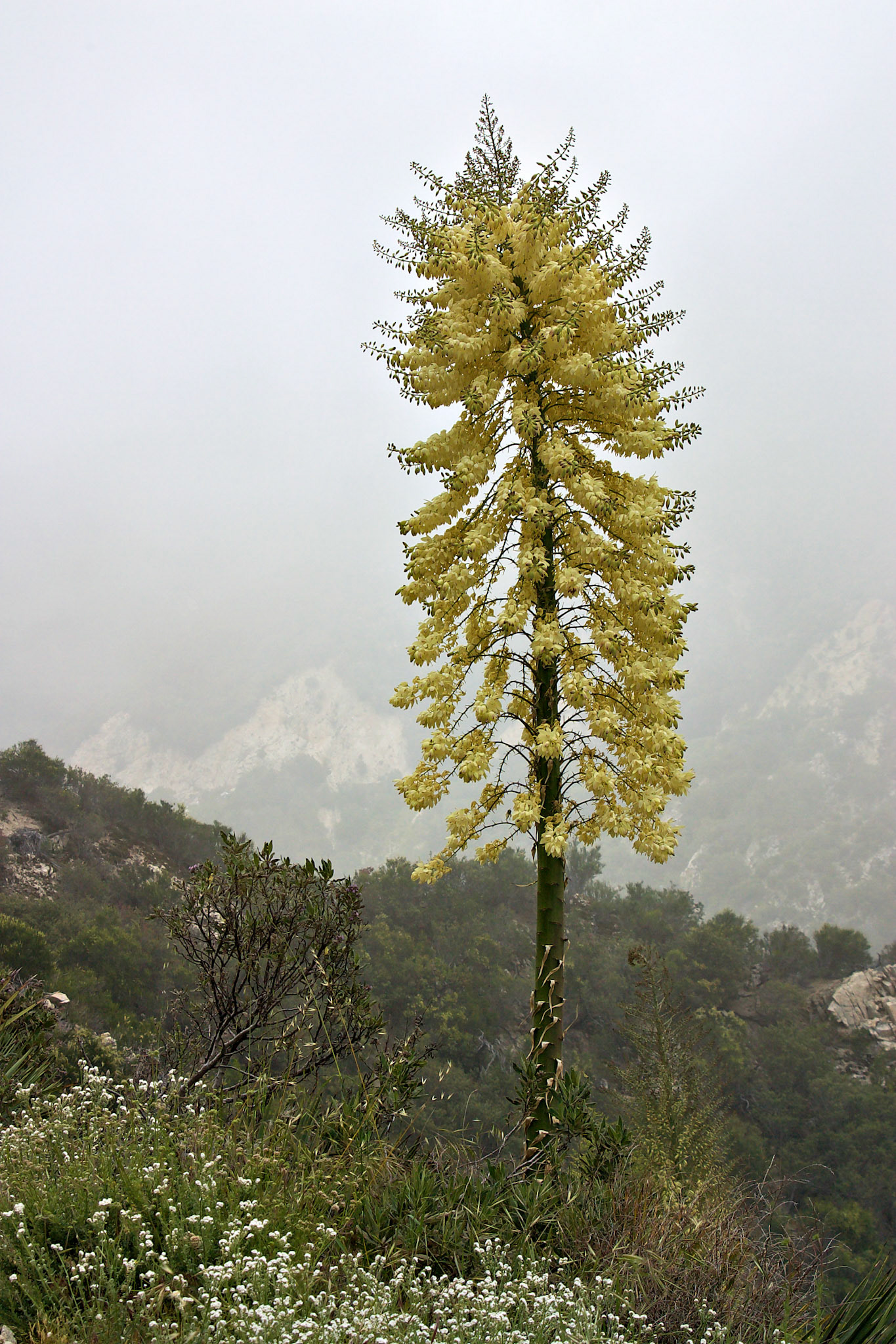 CA_LA_20030514_0355_PS.dng