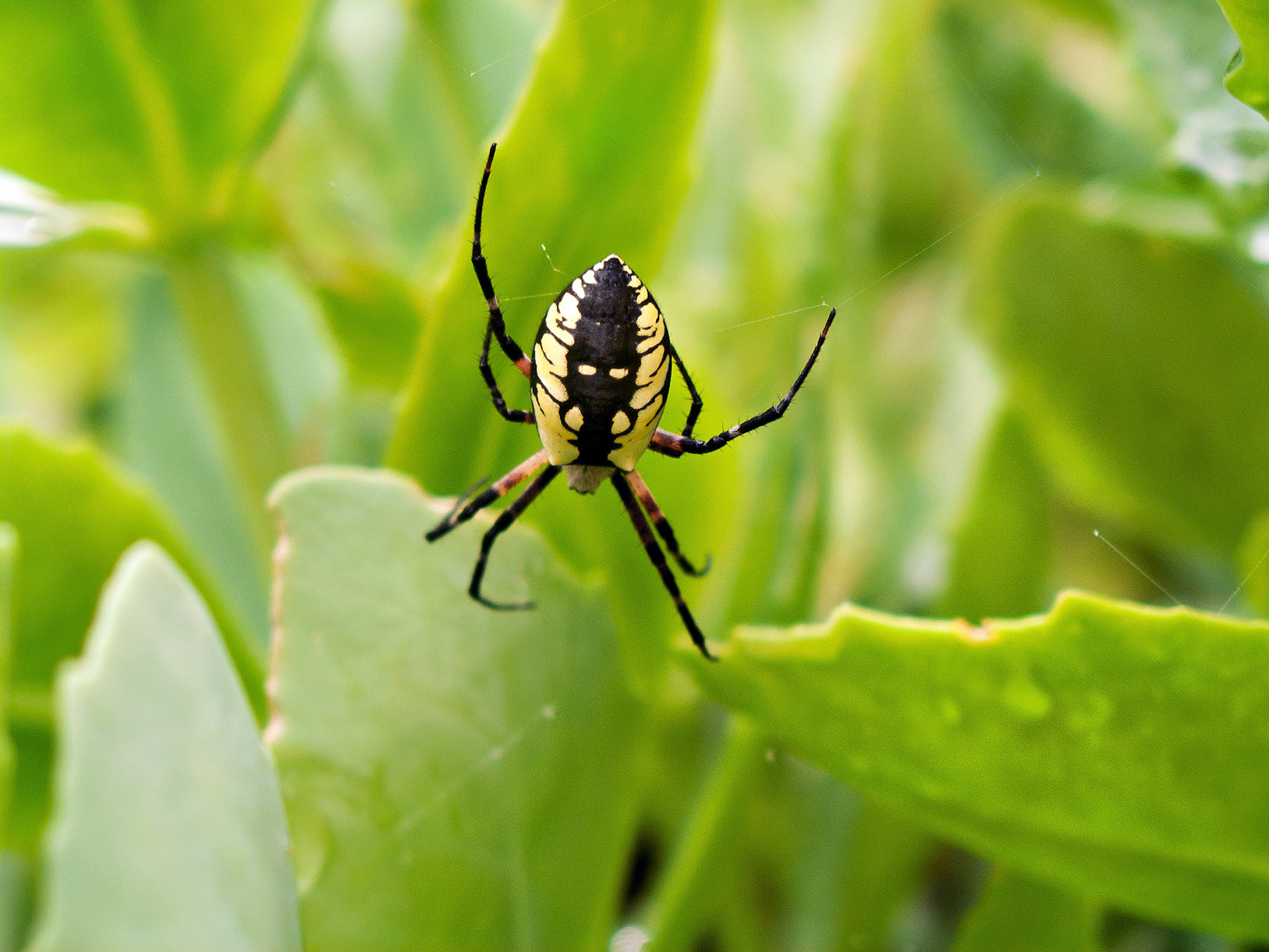 Insects_20071031_0141_PS