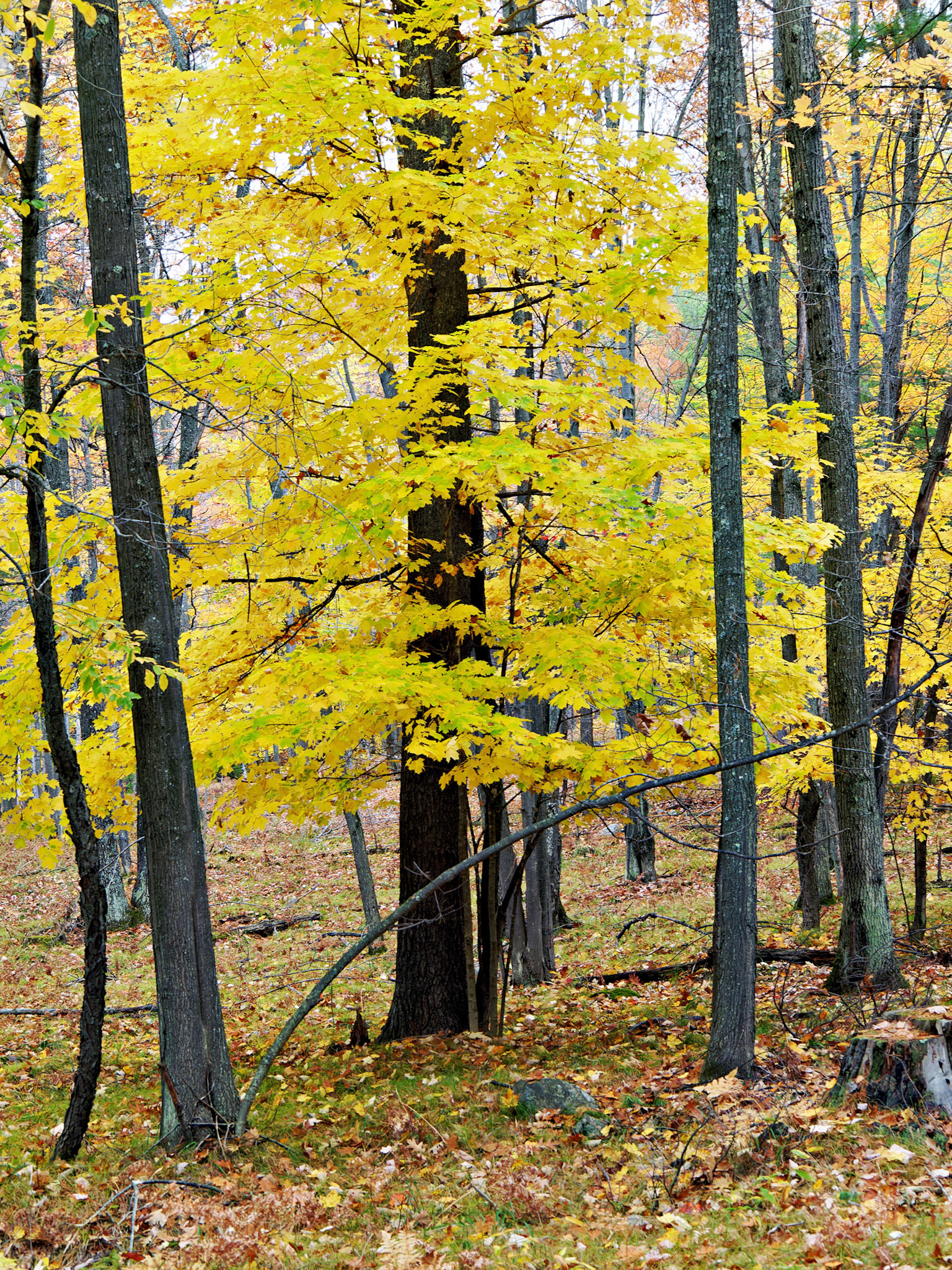 WI_North_20131011_0118_PS