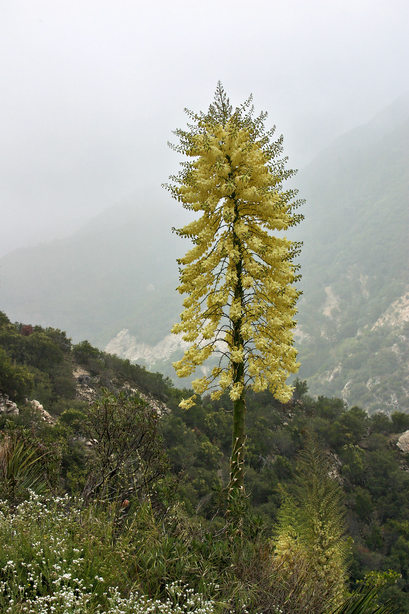CA_LA_20030514_0352_PS.dng
