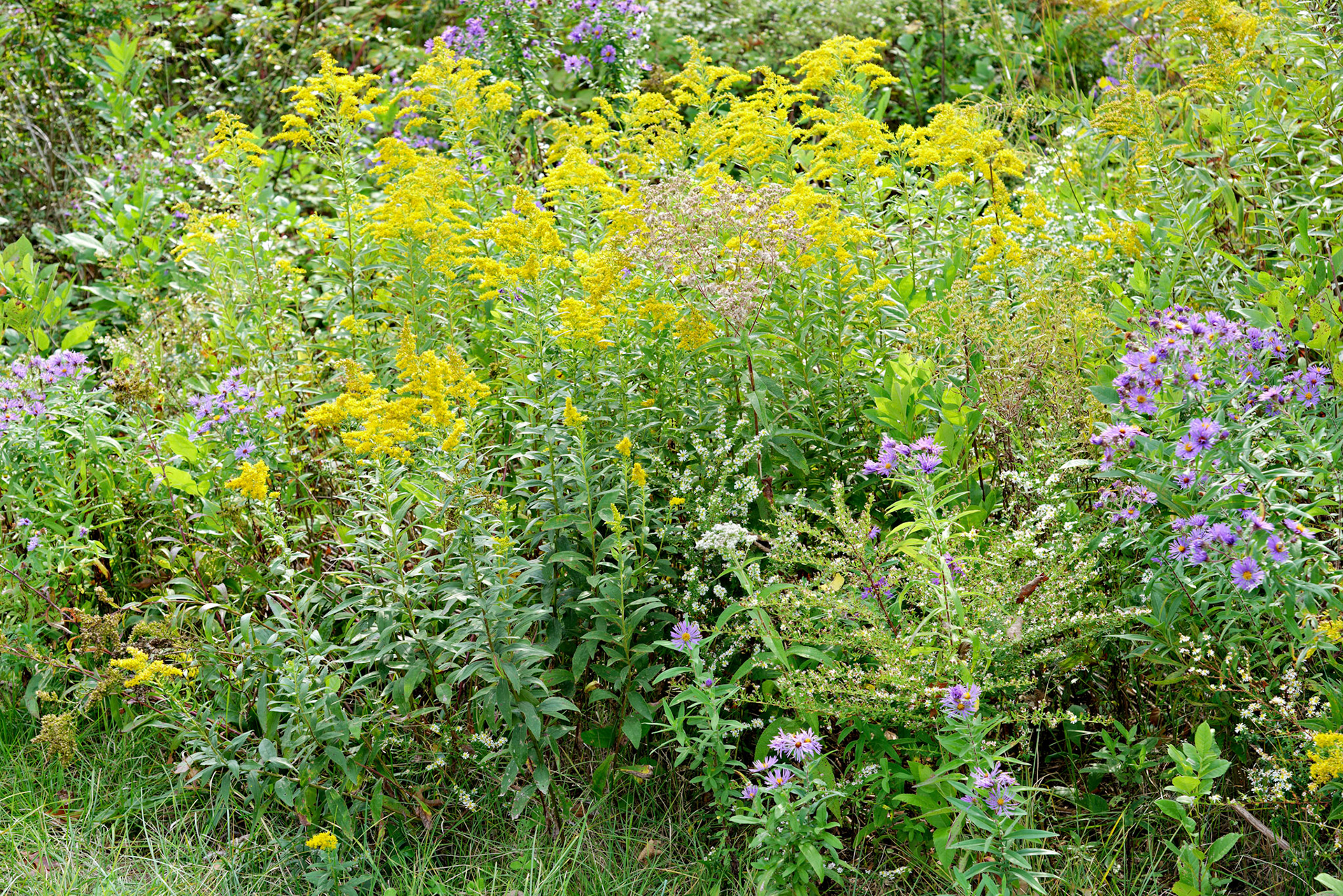 Flowers_20120928_0604_PS