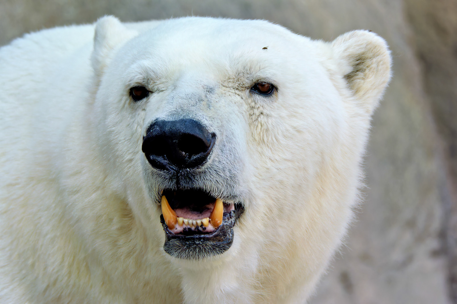Wildlife_20140718_0451_PS