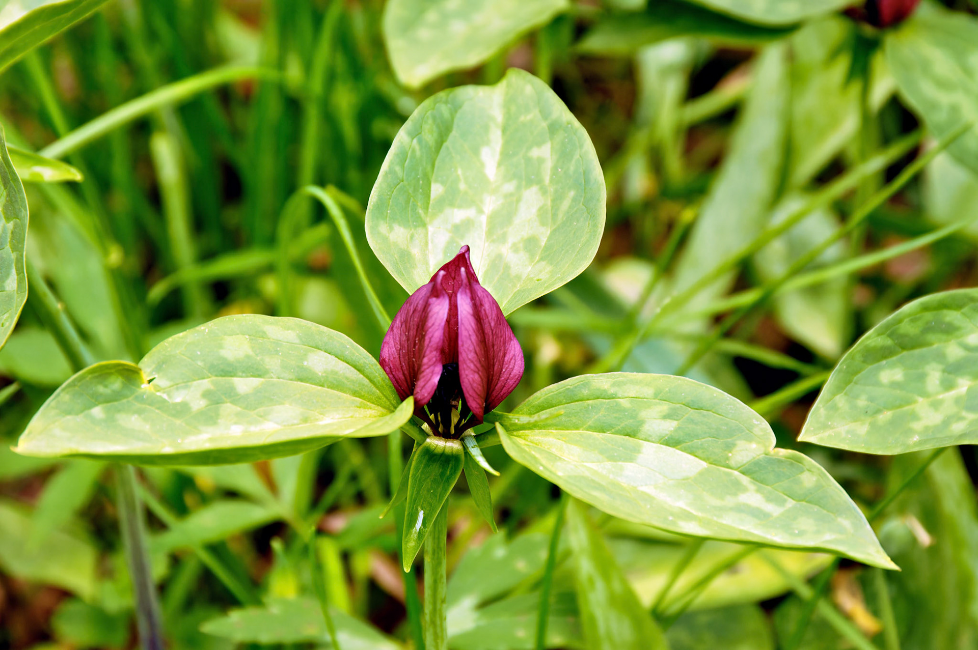 Flowers_20050511_0257_PS