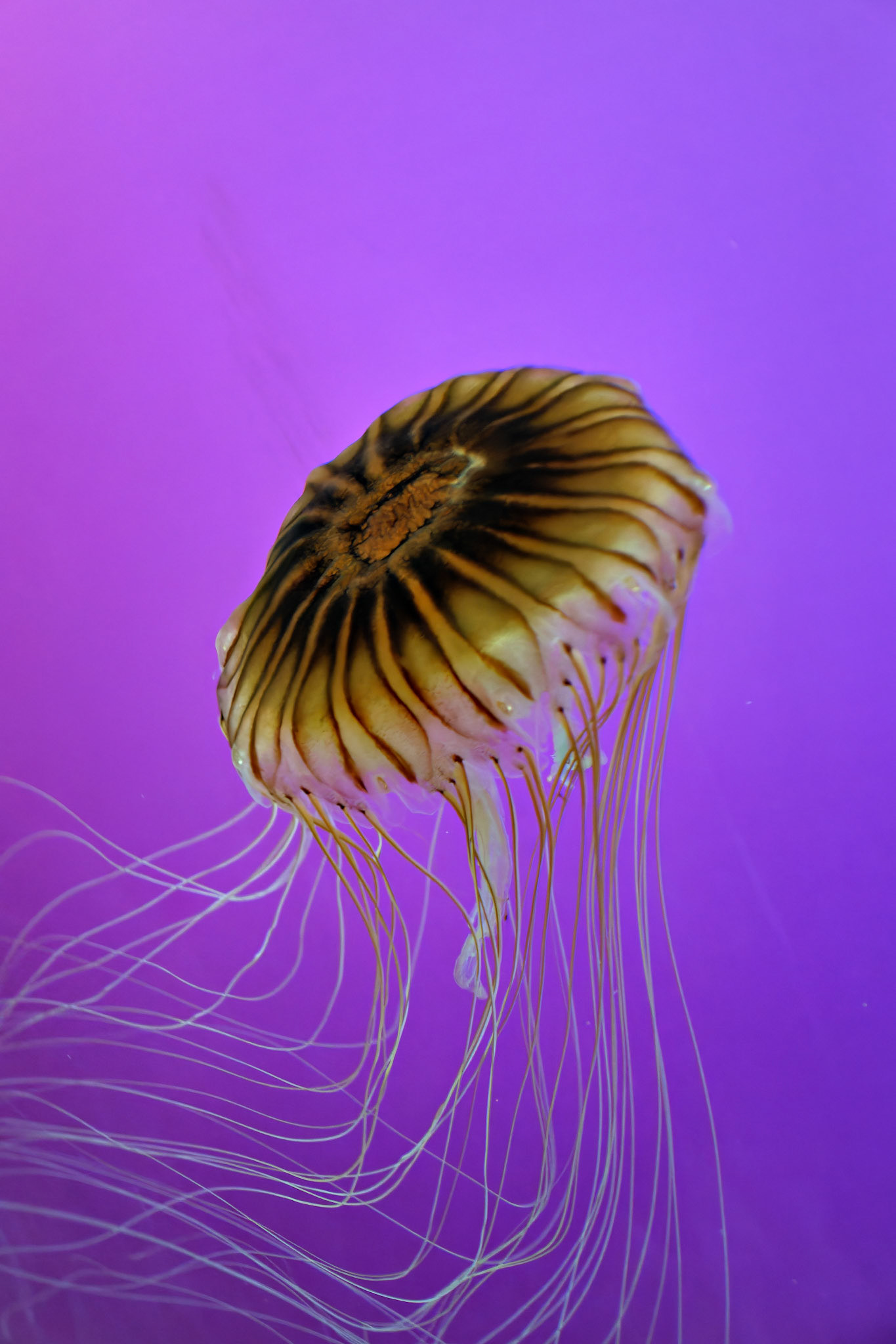 Sealife_Wildlife_20120725_0304_PS