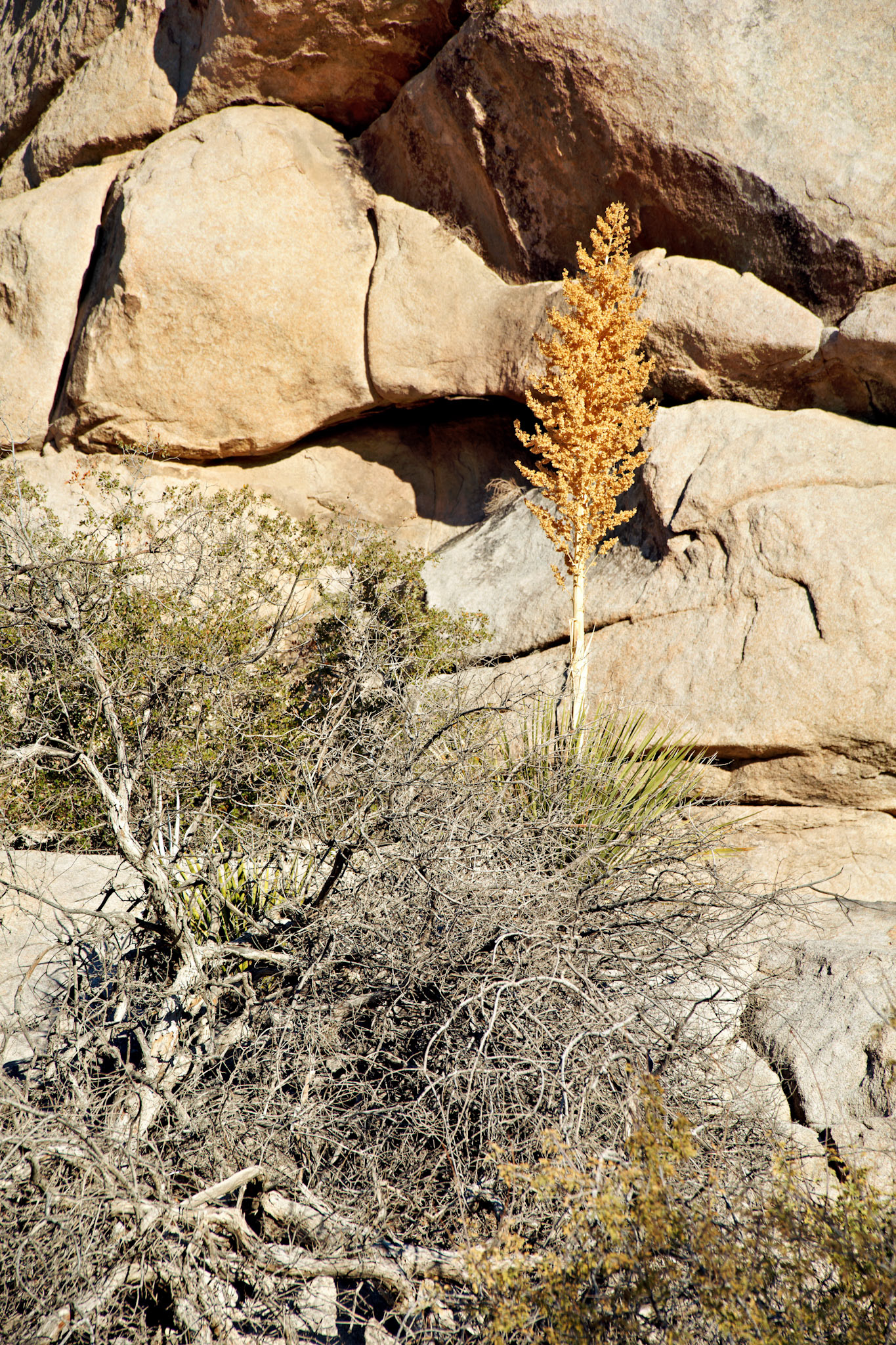 CA_JoshuaTree_20111114_0255_PS