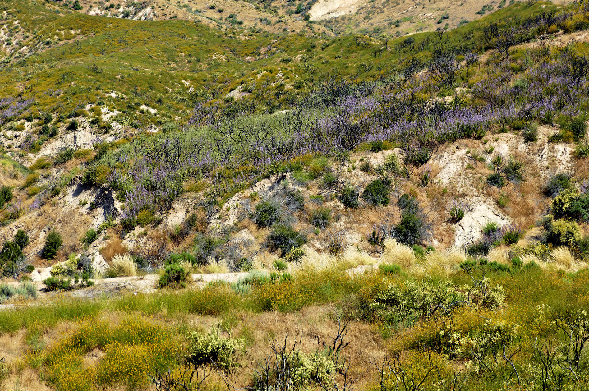 CA_20050613_0029_PS