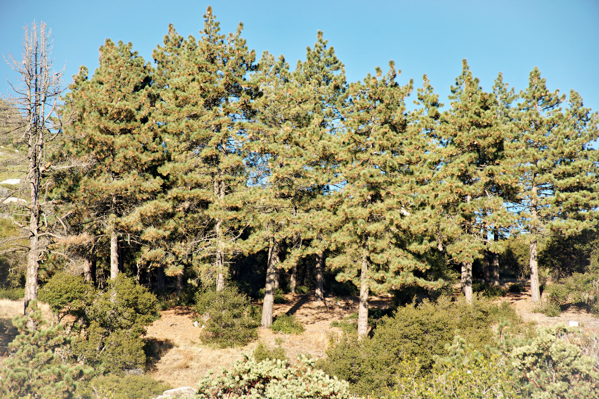 CA_PalmSprings_20111116_0444_PS