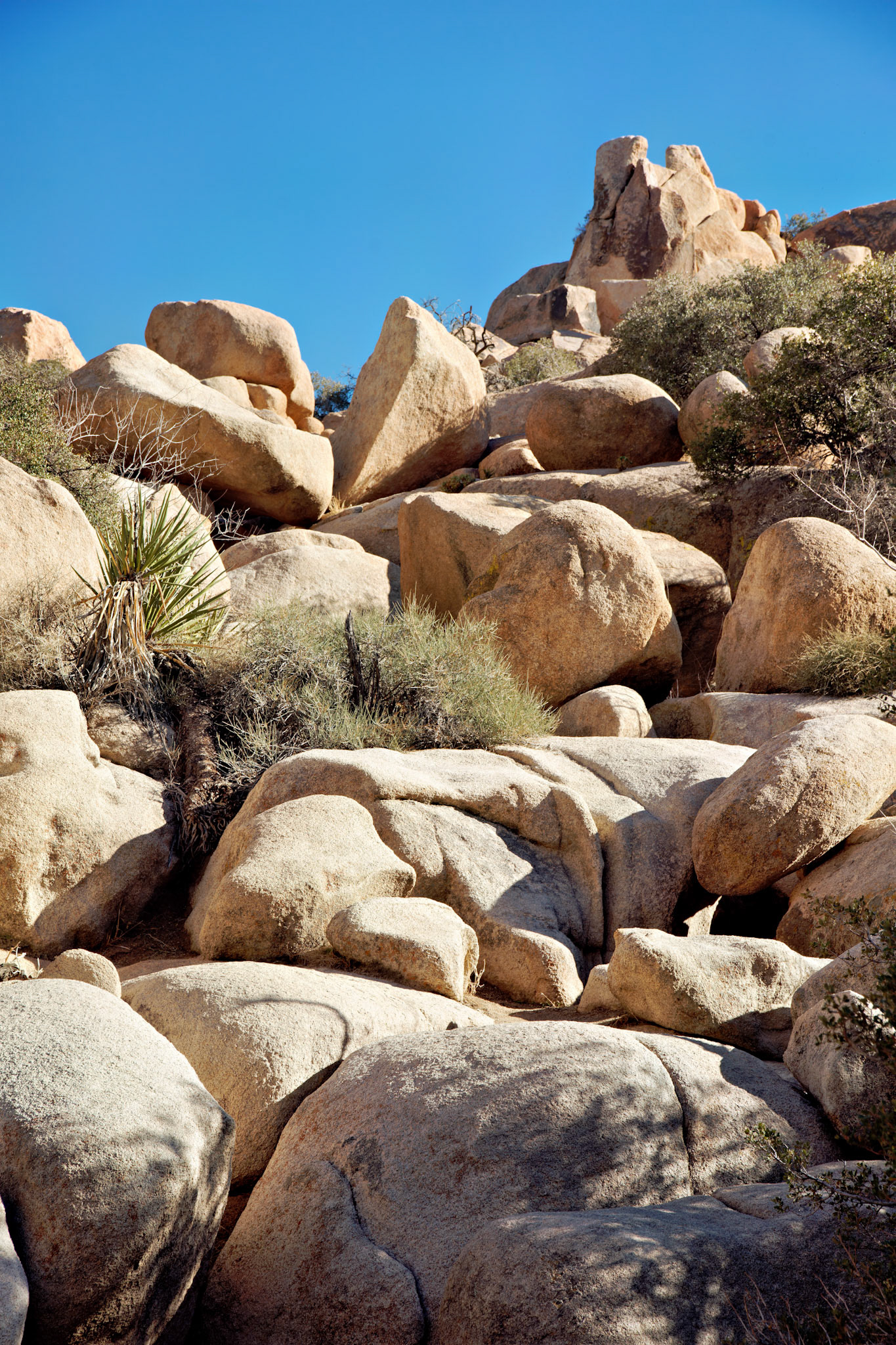 CA_PalmSprings_20090114_0173_PS